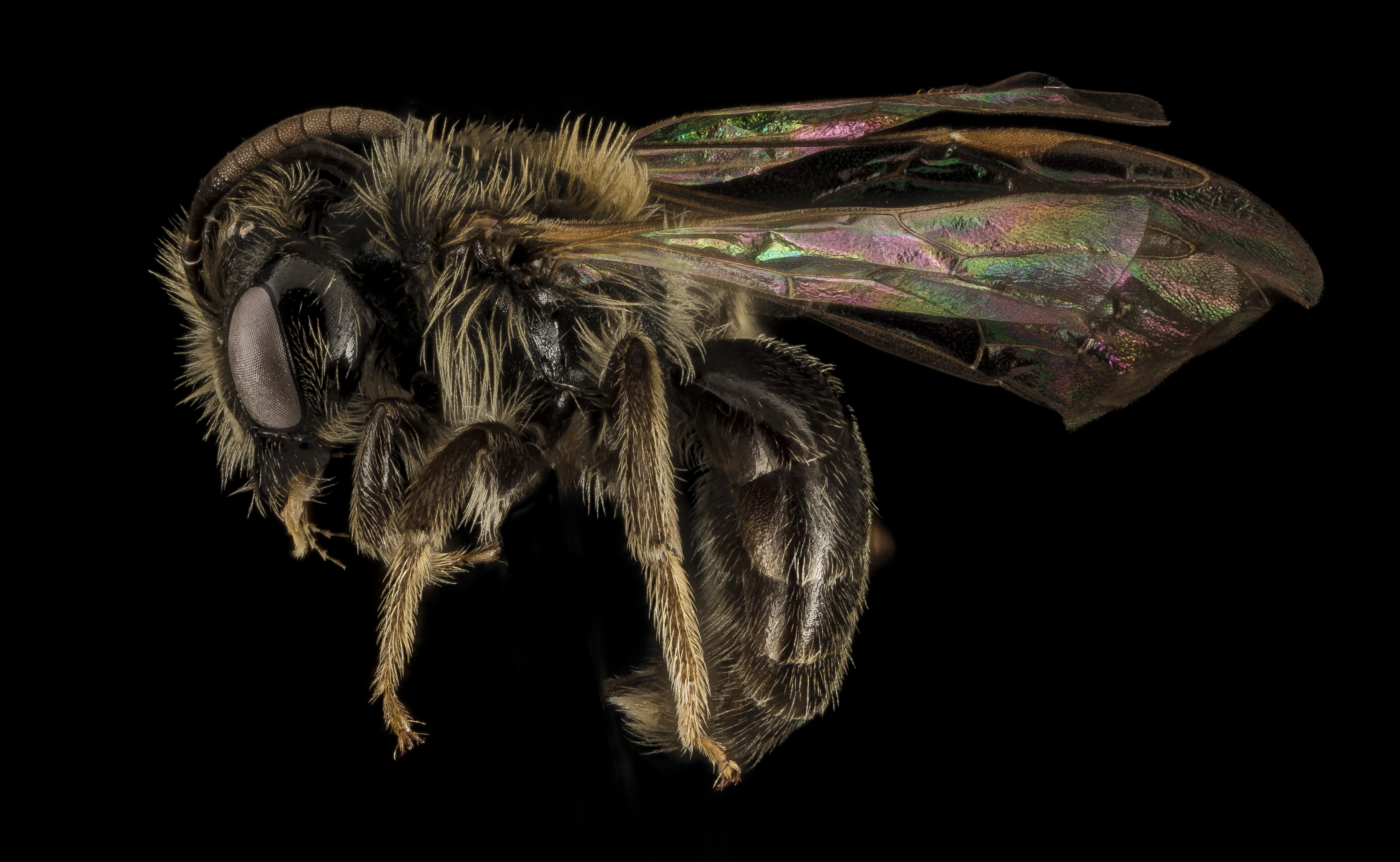 Andrena uvulariae, M, Side, MA, Franklin County 2015-07-07-16.19.23 ZS PMax UDR (21197329683)