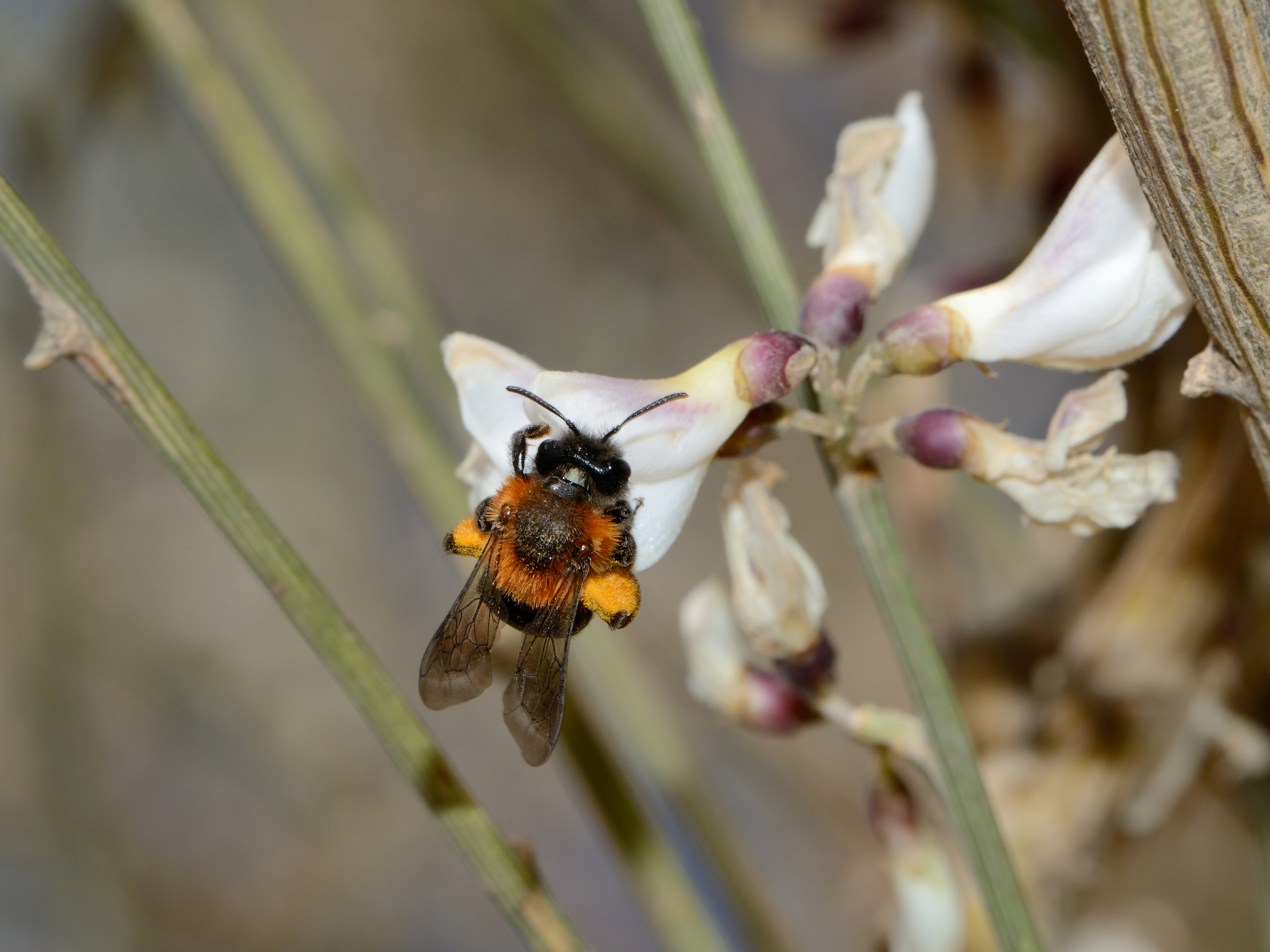 Andrena vachali female 1