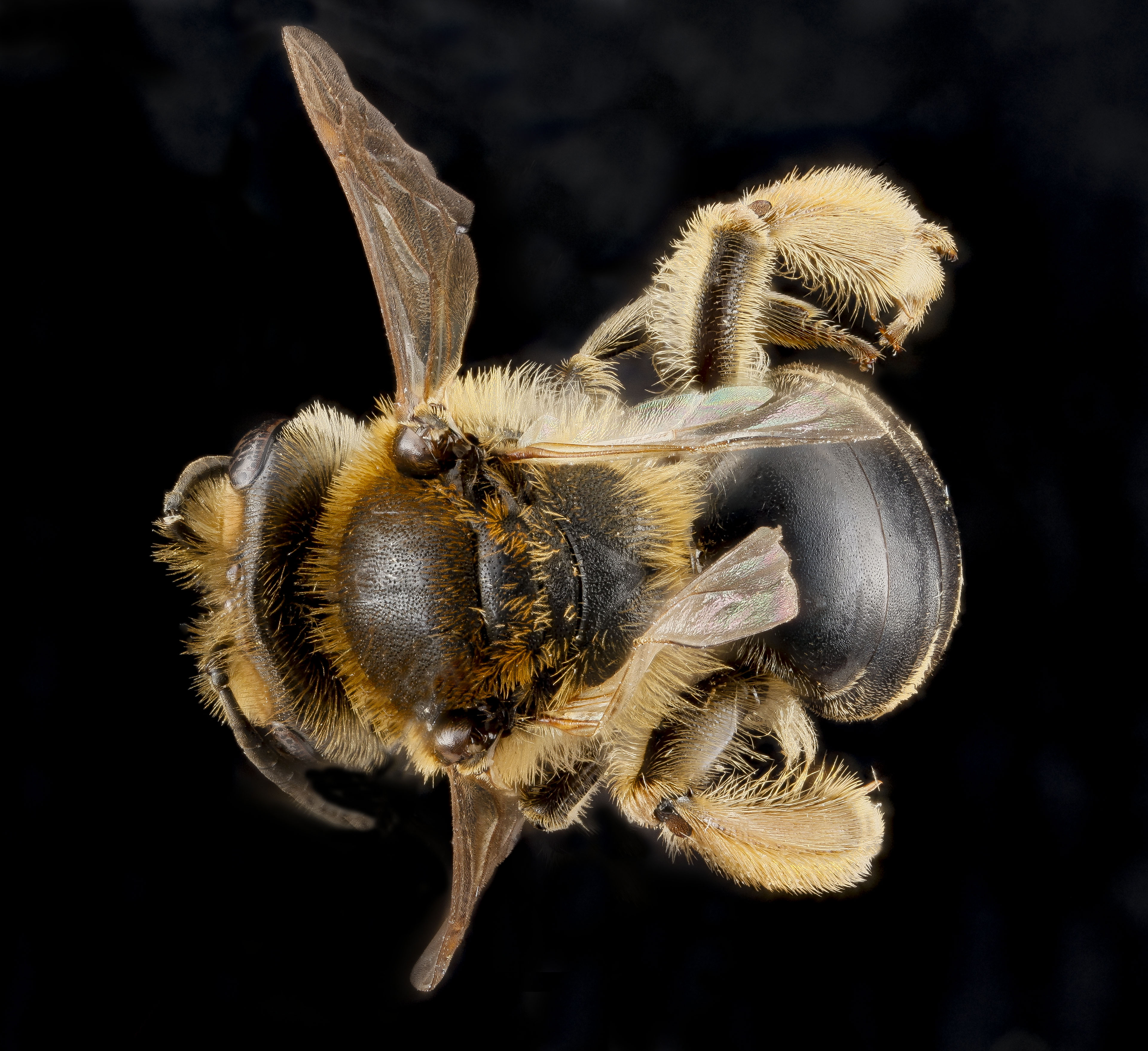 Andrena wilkella f2