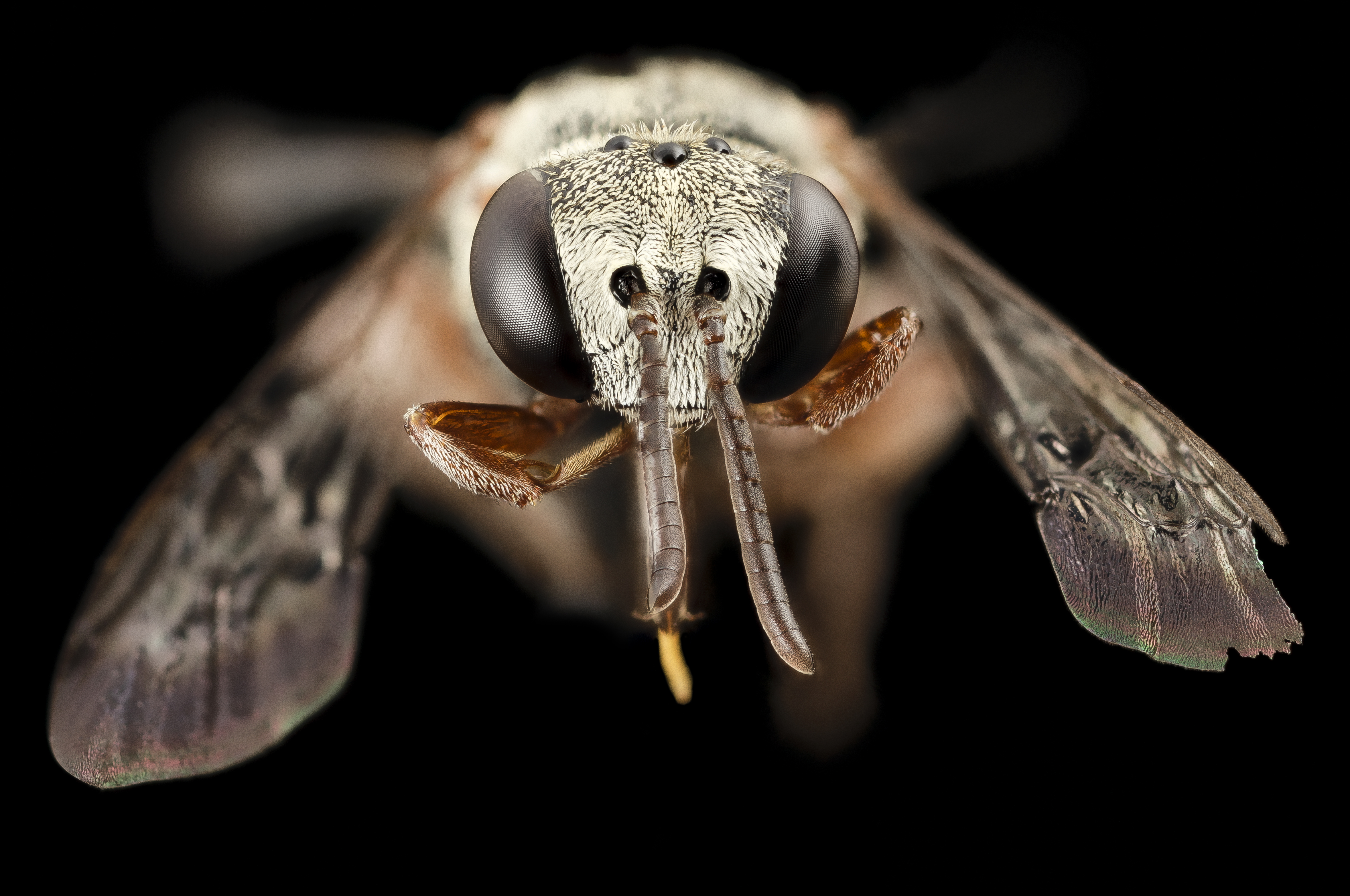 Angel Bee, f, ga, baker county (16124243498)