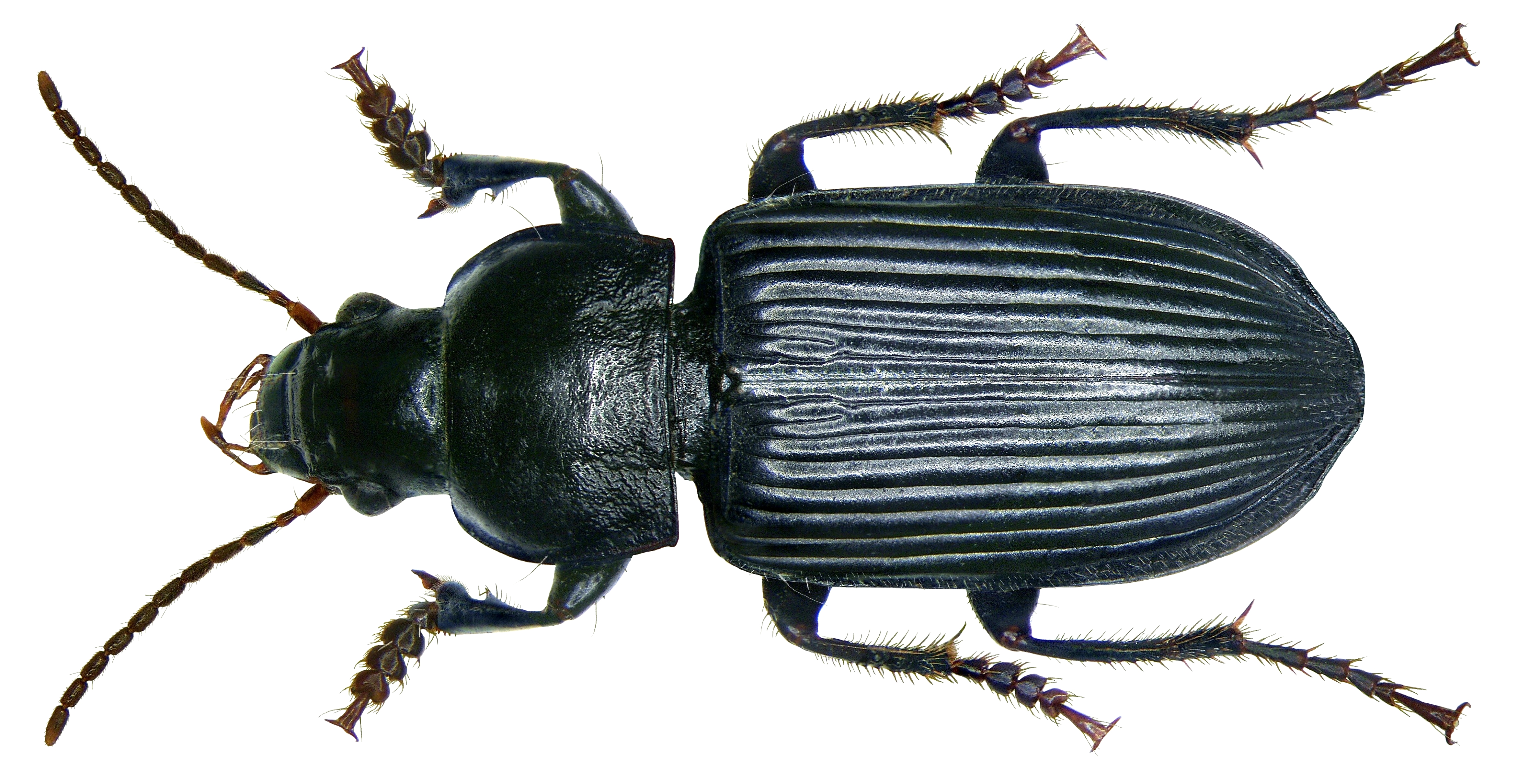 Anisodactylus binotatus (Fabricius, 1787) (2892222821) (2)