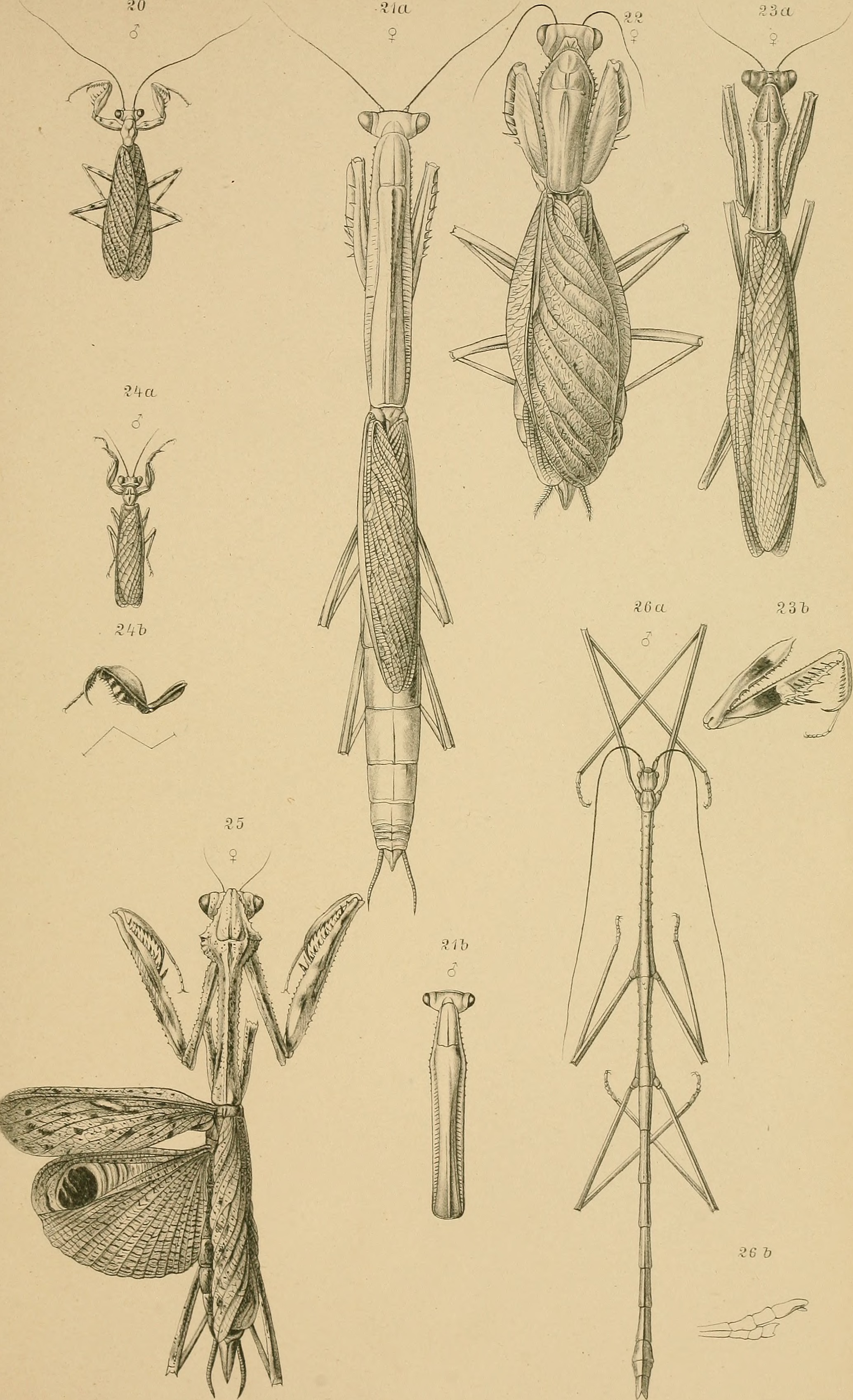 Annali del Museo civico di storia naturale di Genova (1893) (18410918965)