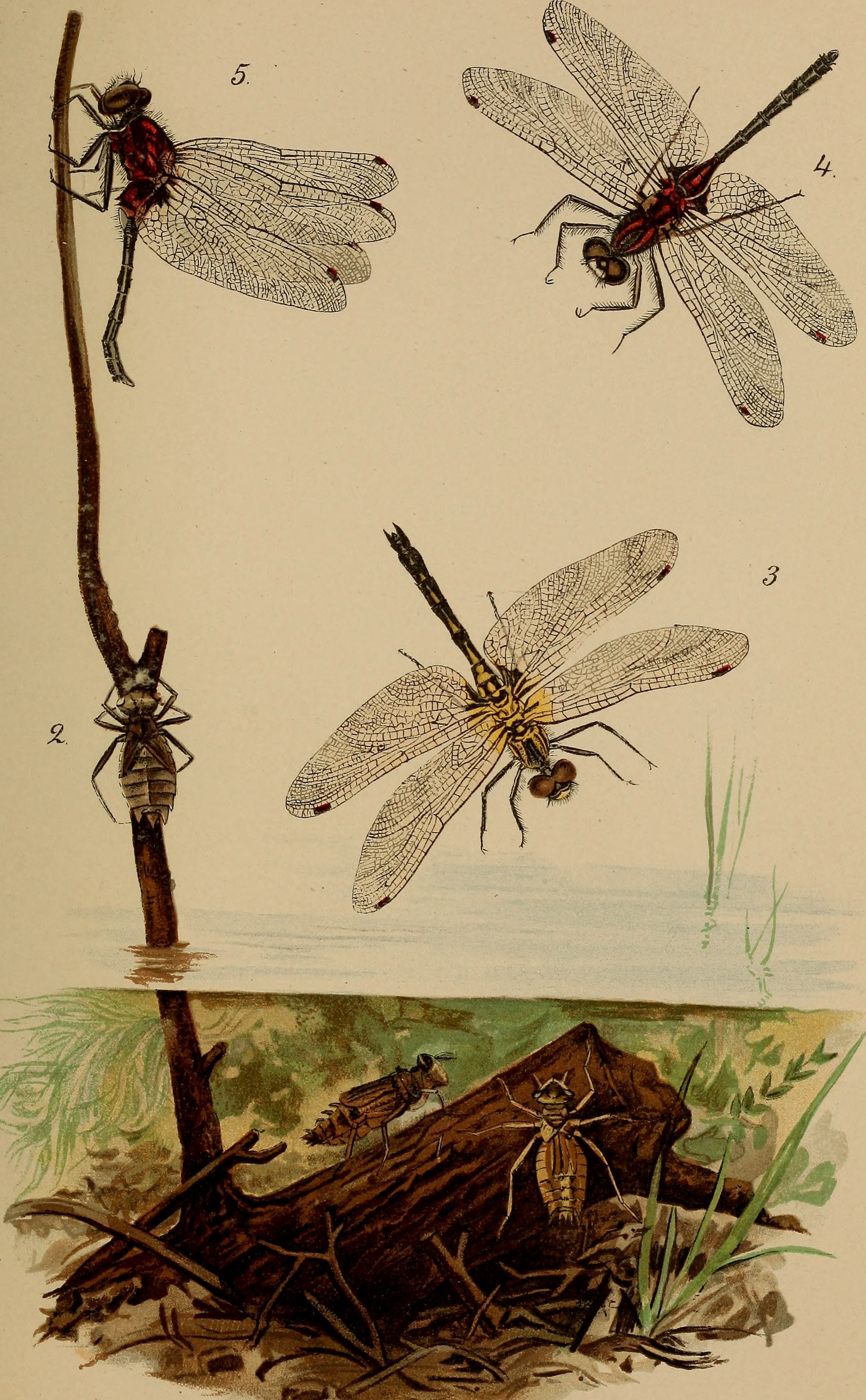 Annual report of the Regents (1900) (18435847361)
