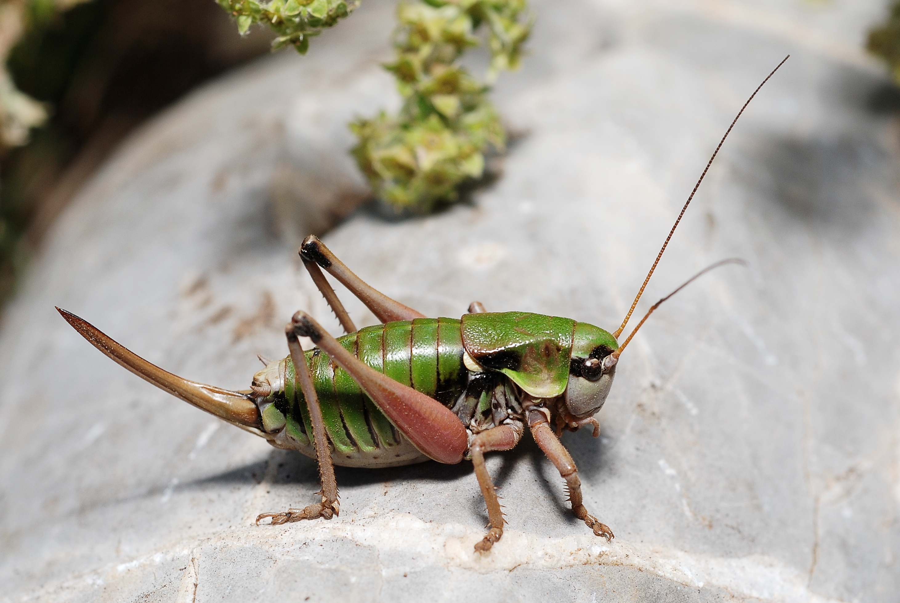 Anonconotus alpestris female