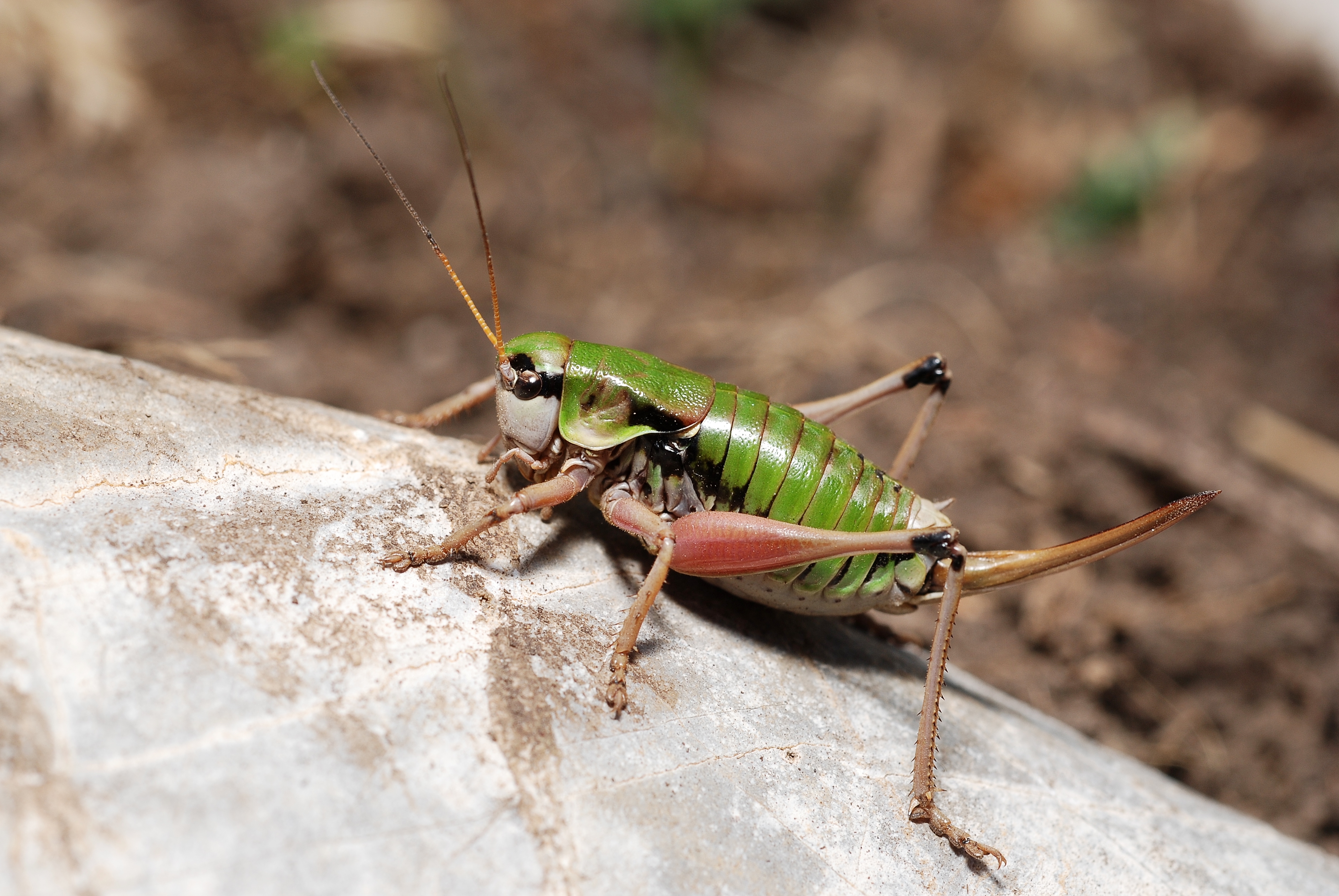 Anonconotus alpestris female2
