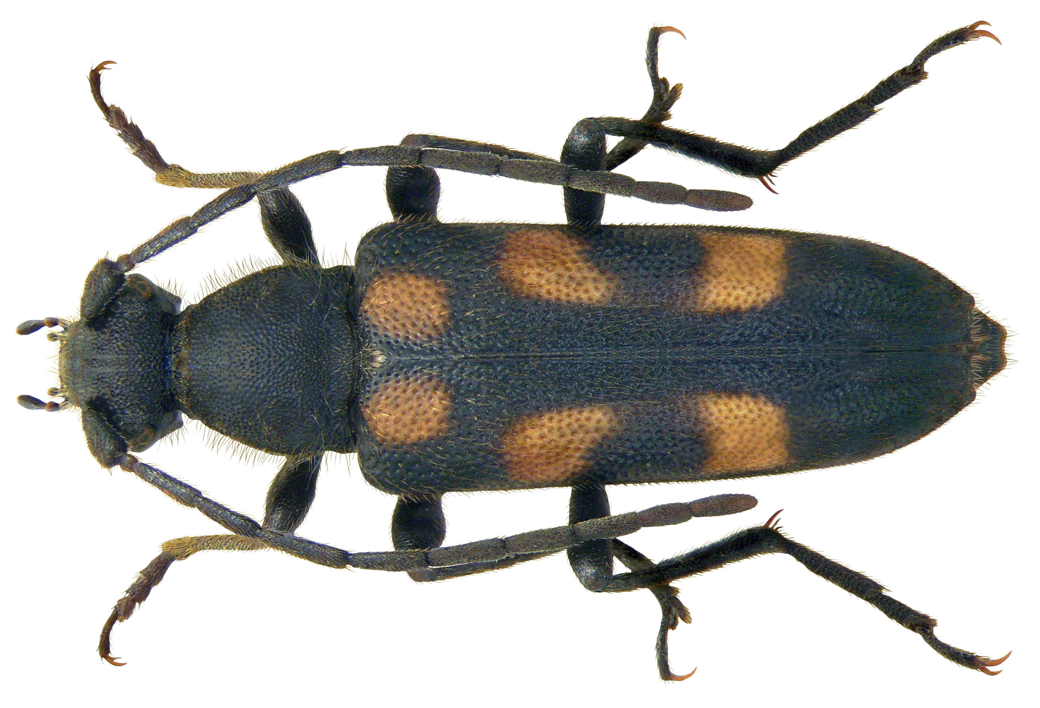 Anoplodera sexguttata (Fabricius, 1775) (3636414508) (2)