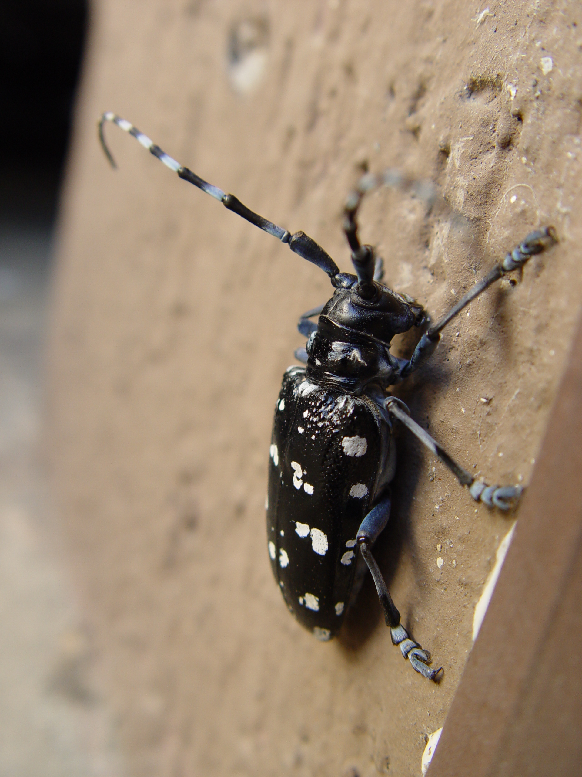 Anoplophora chinensis 2008