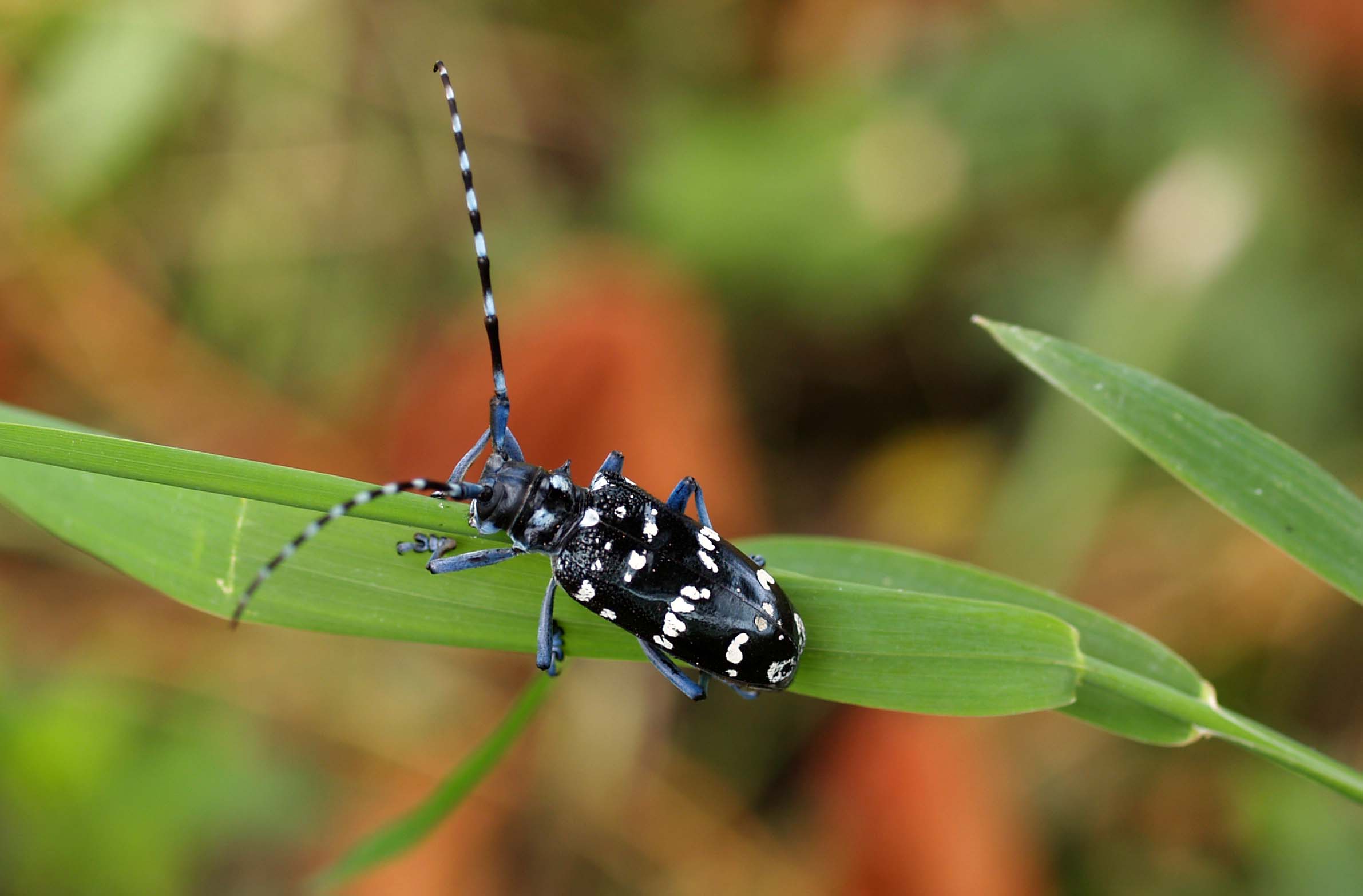 Anoplophora malasiaca