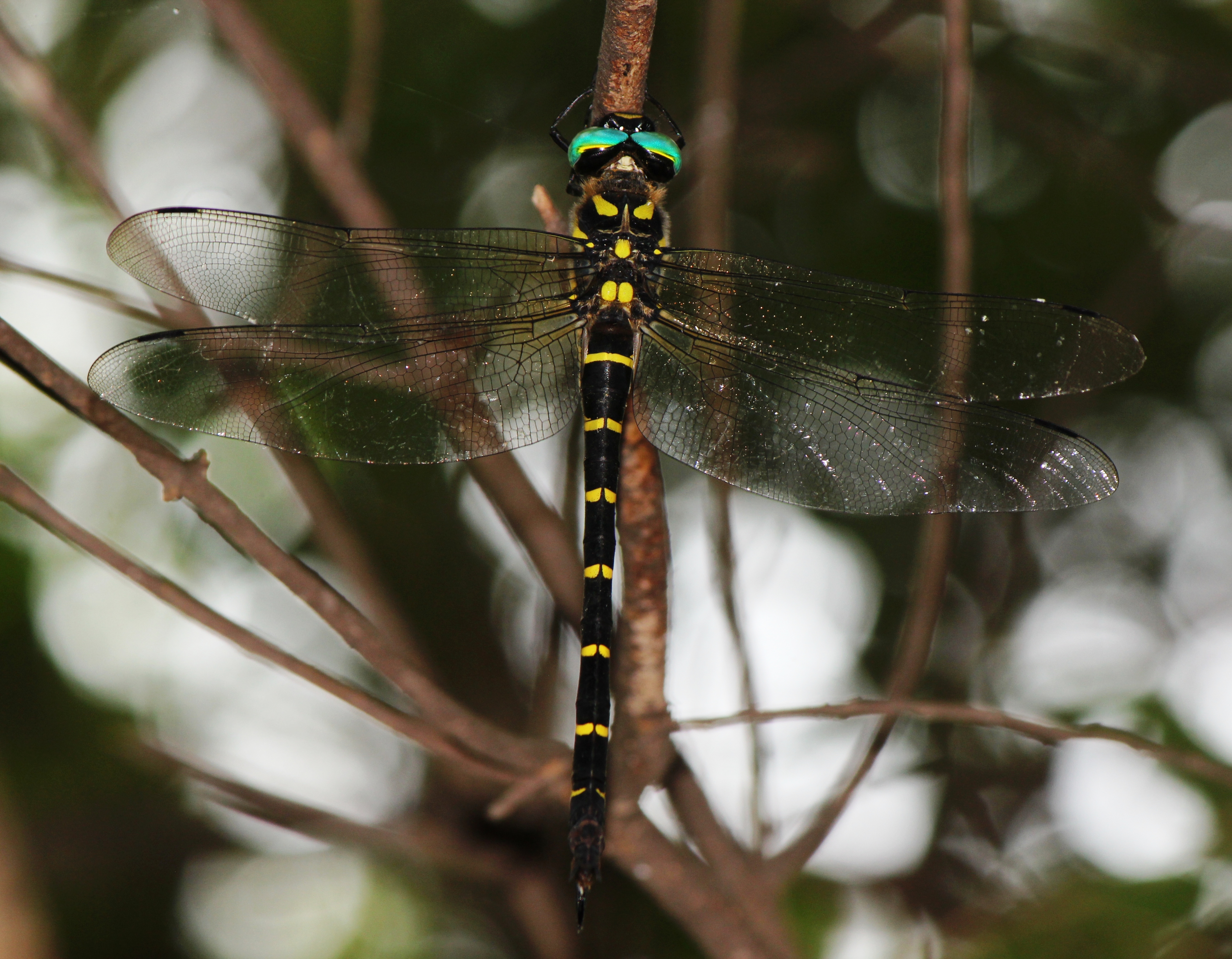 Anotogaster sieboldii (female s2)