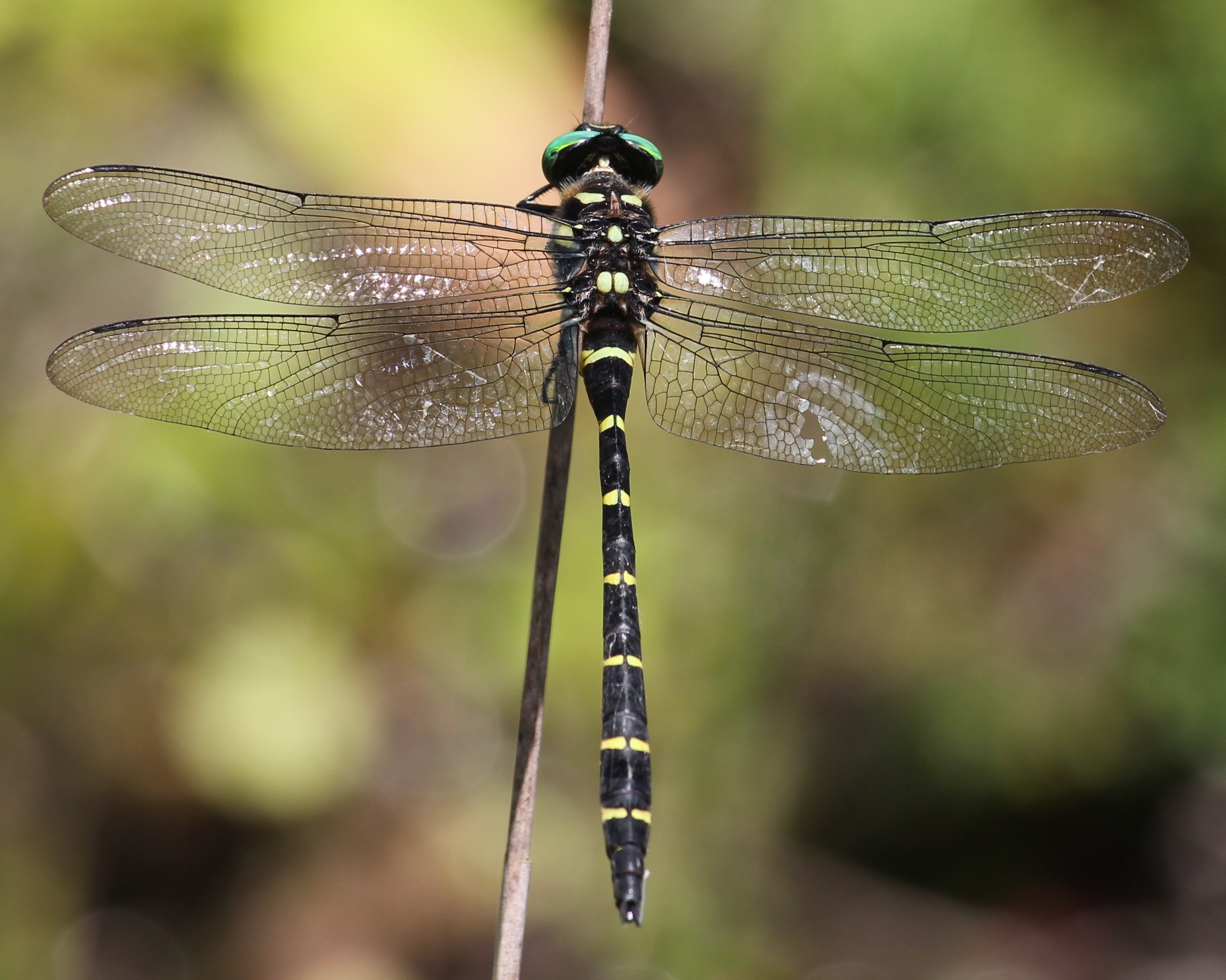 Anotogaster sieboldii (male)