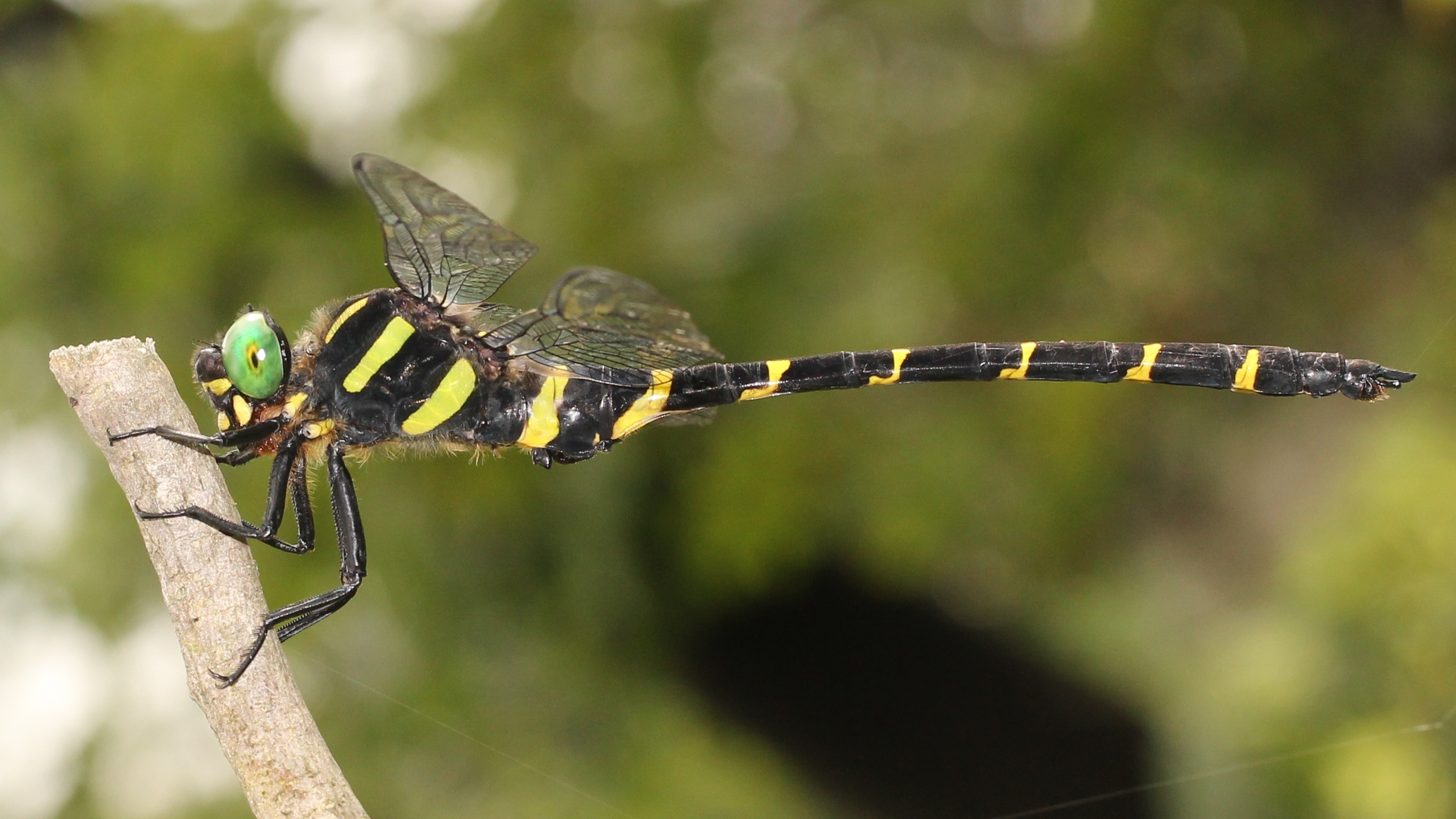 Anotogaster sieboldii (male s3)