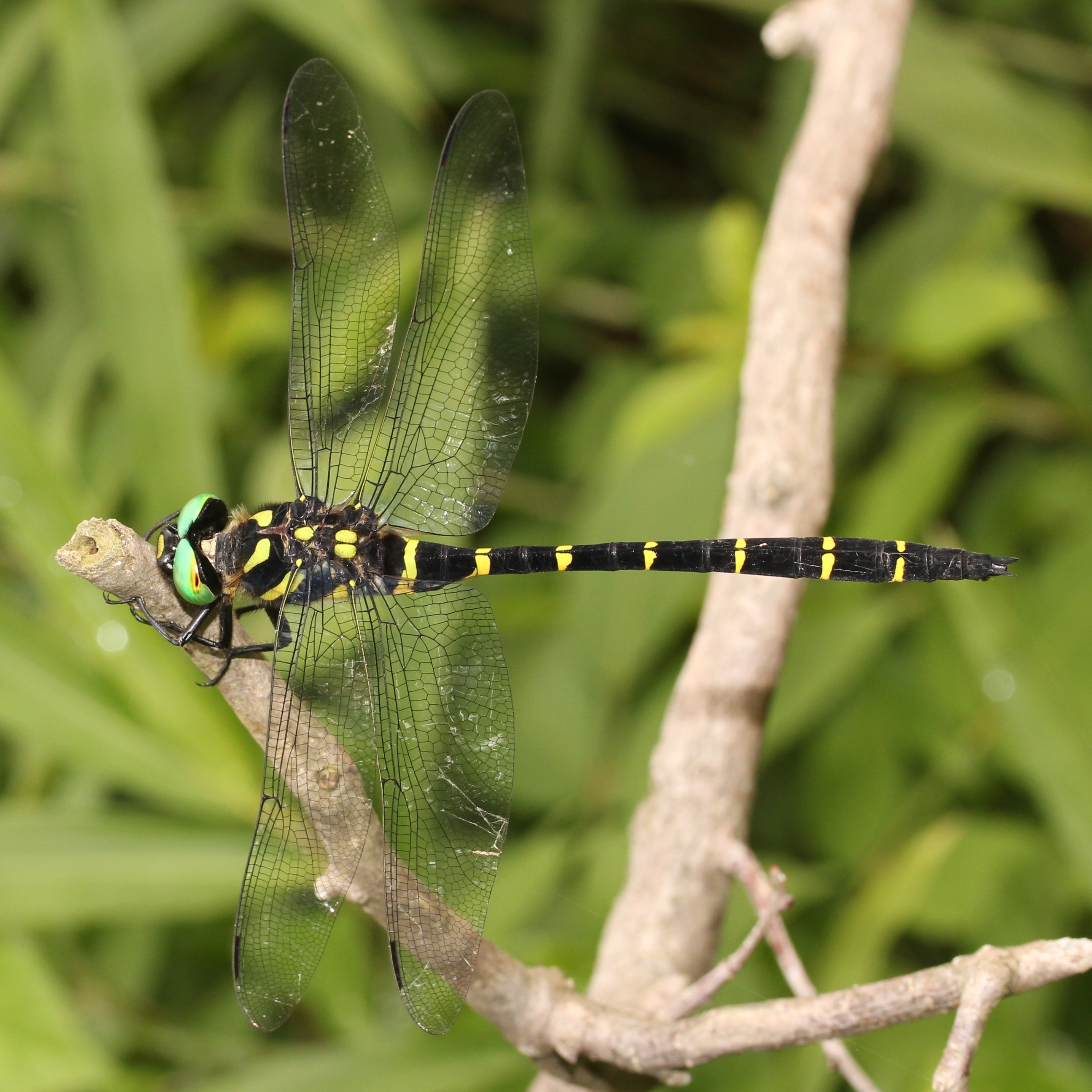 Anotogaster sieboldii (male s6)