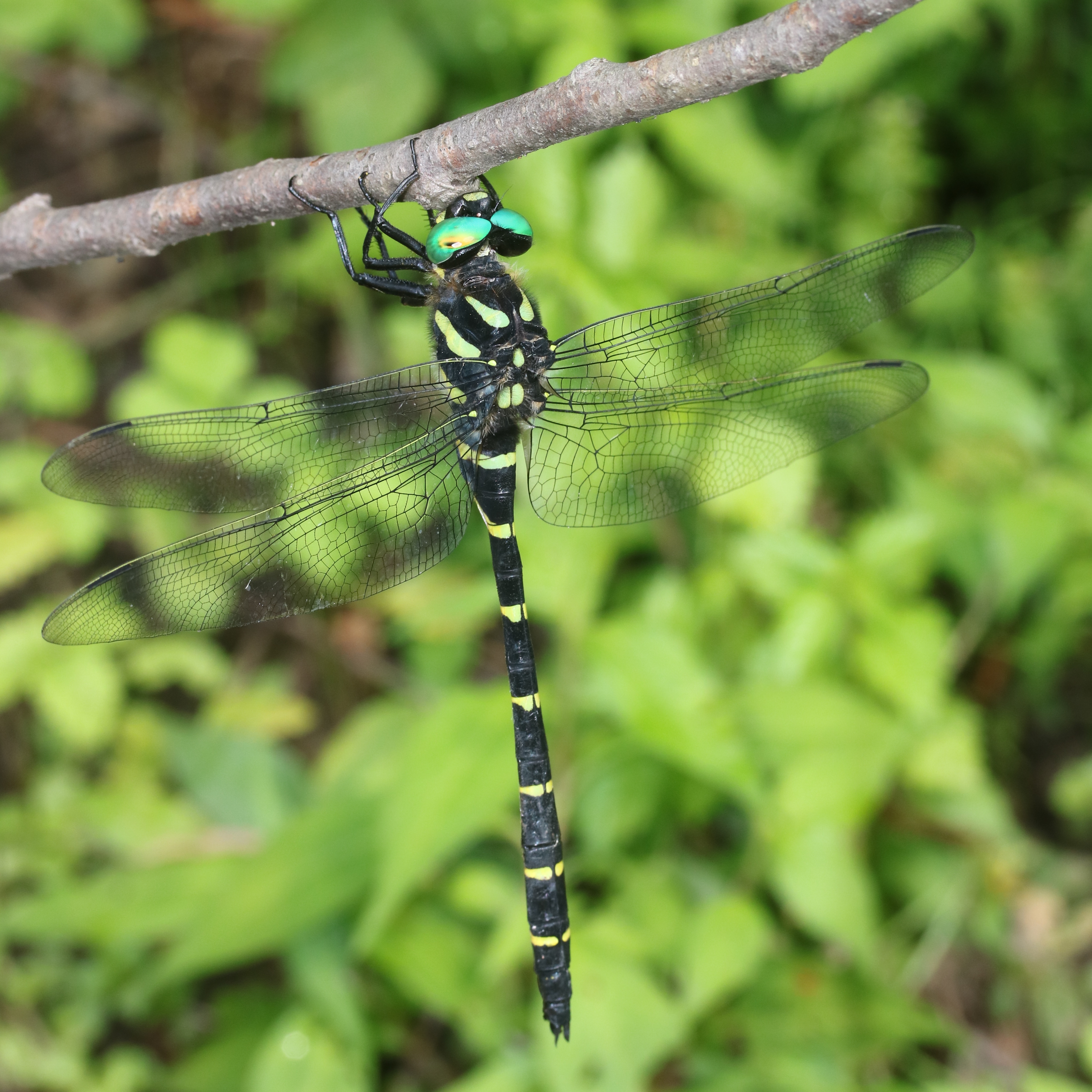 Anotogaster sieboldii (male s8)