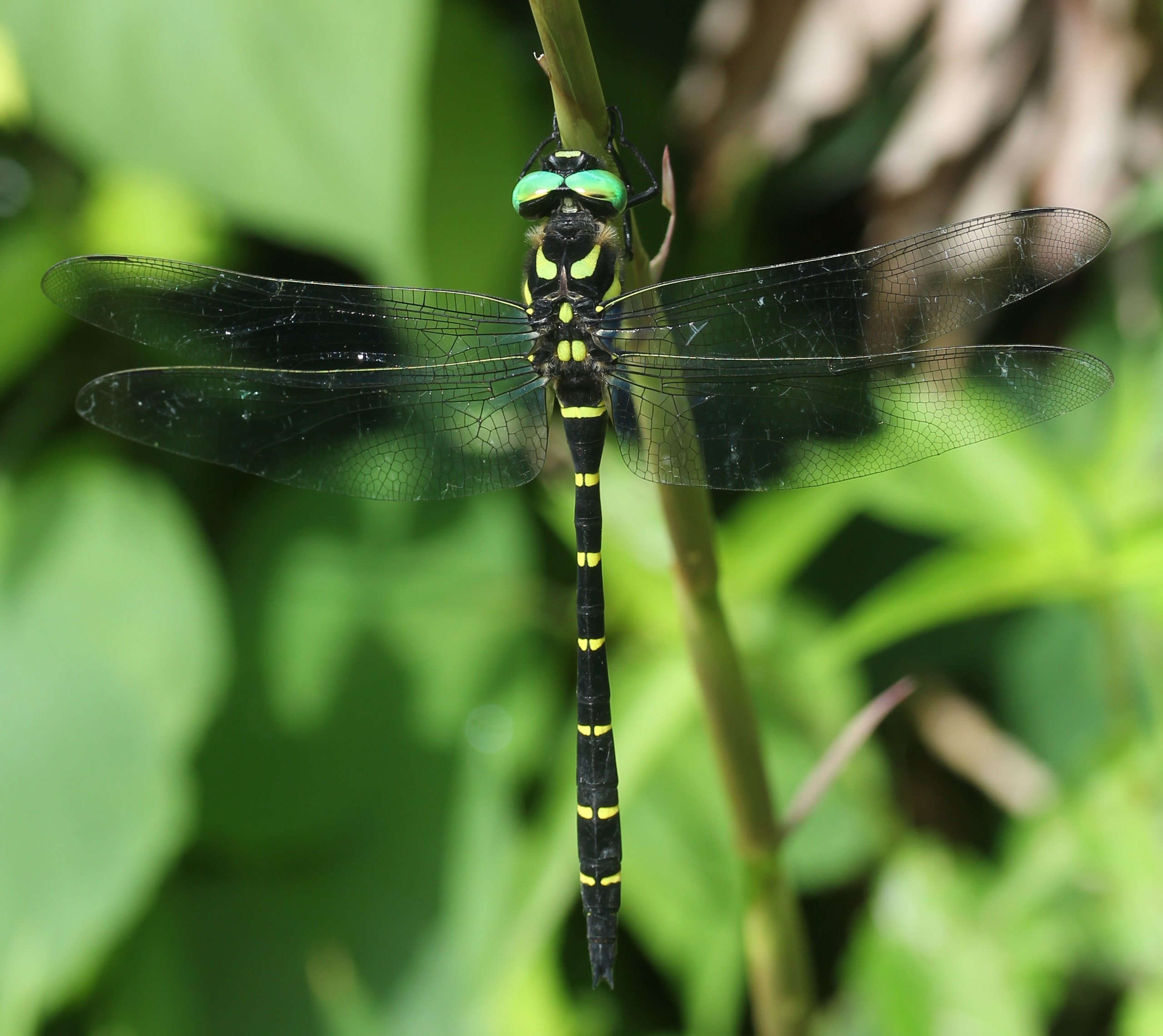 Anotogaster sieboldii (male s9)