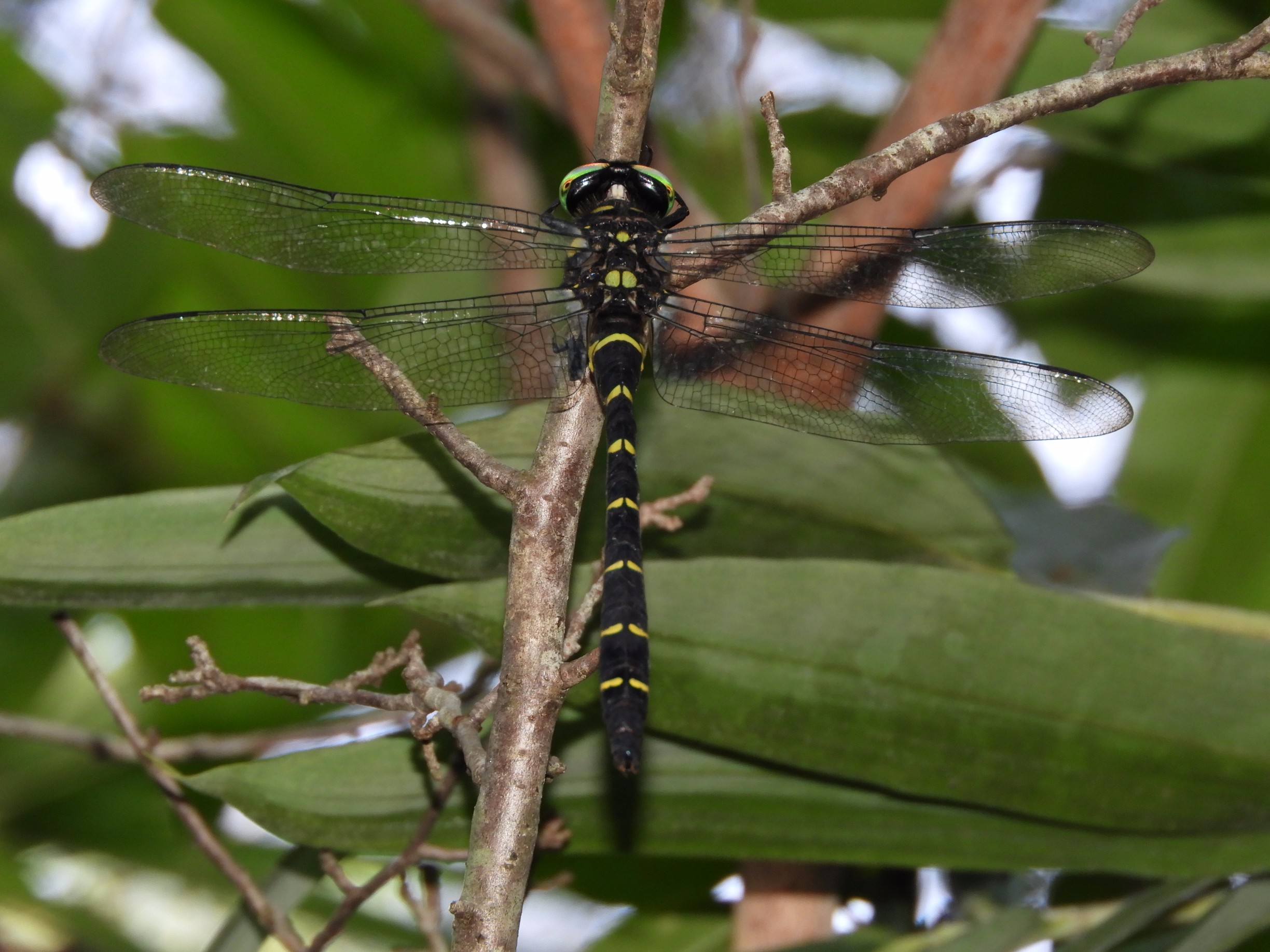 Anotogaster sieboldii(Male,Japan,17.08.23)