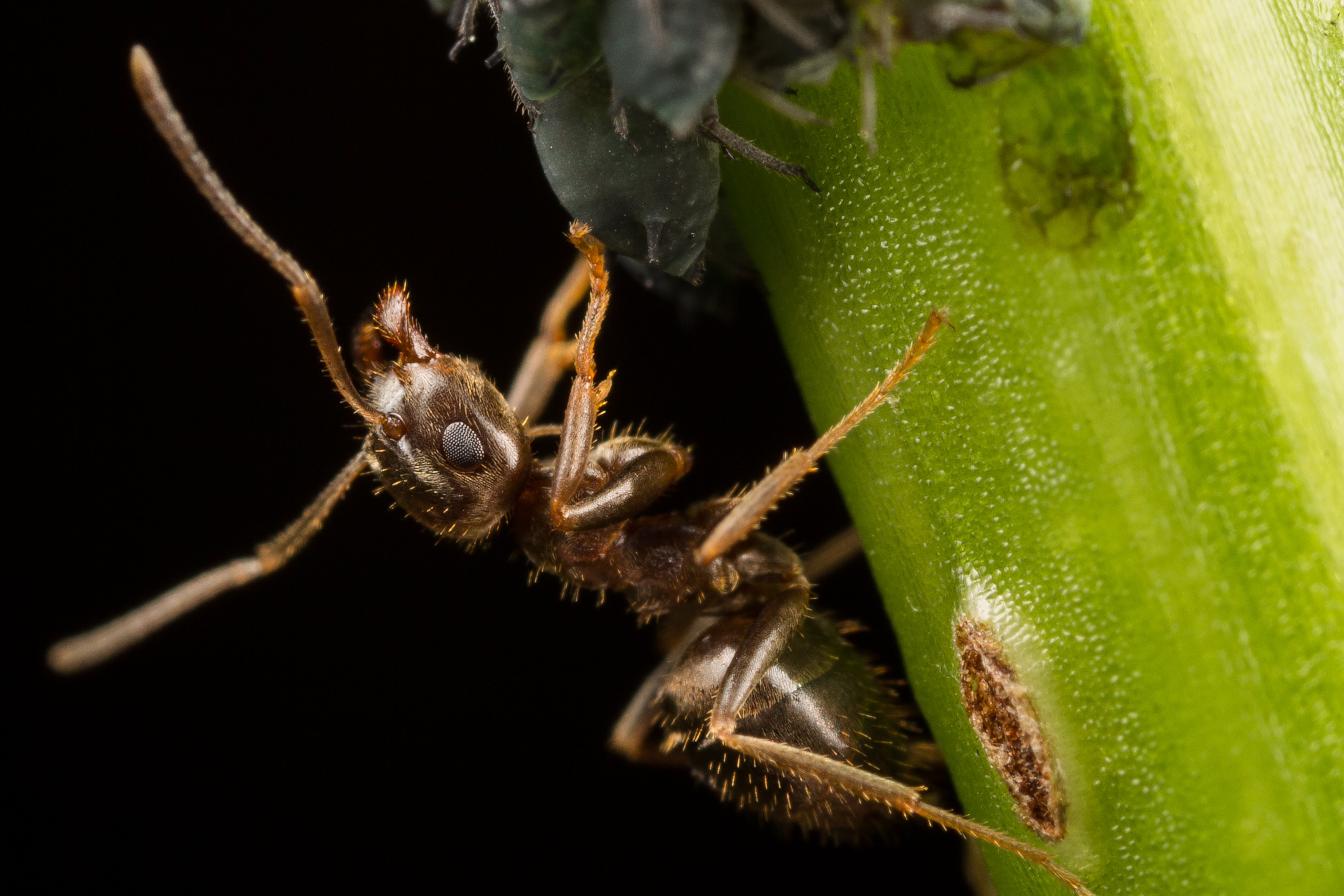 Ant (15291405055)