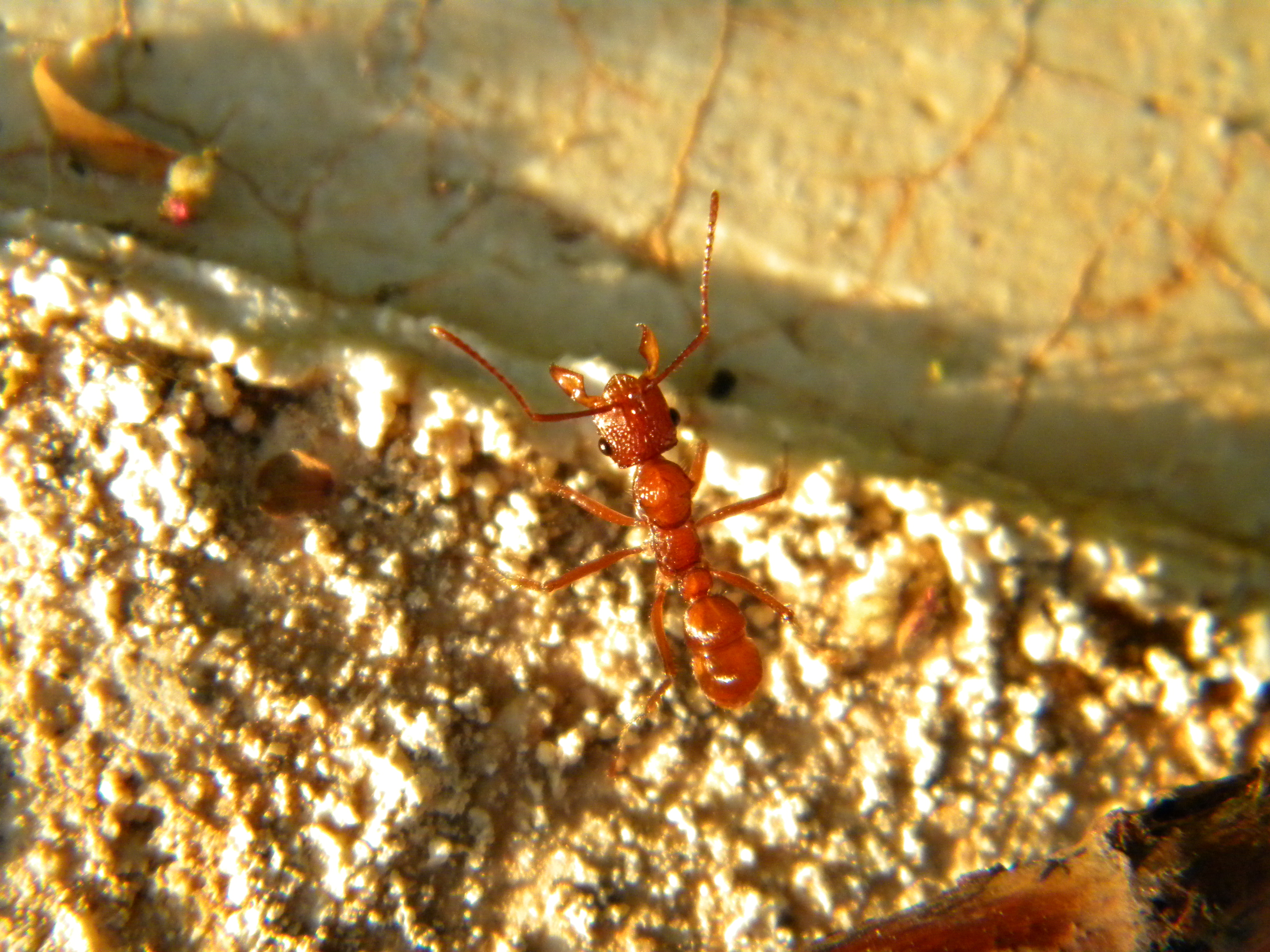 Ant (3977448010)