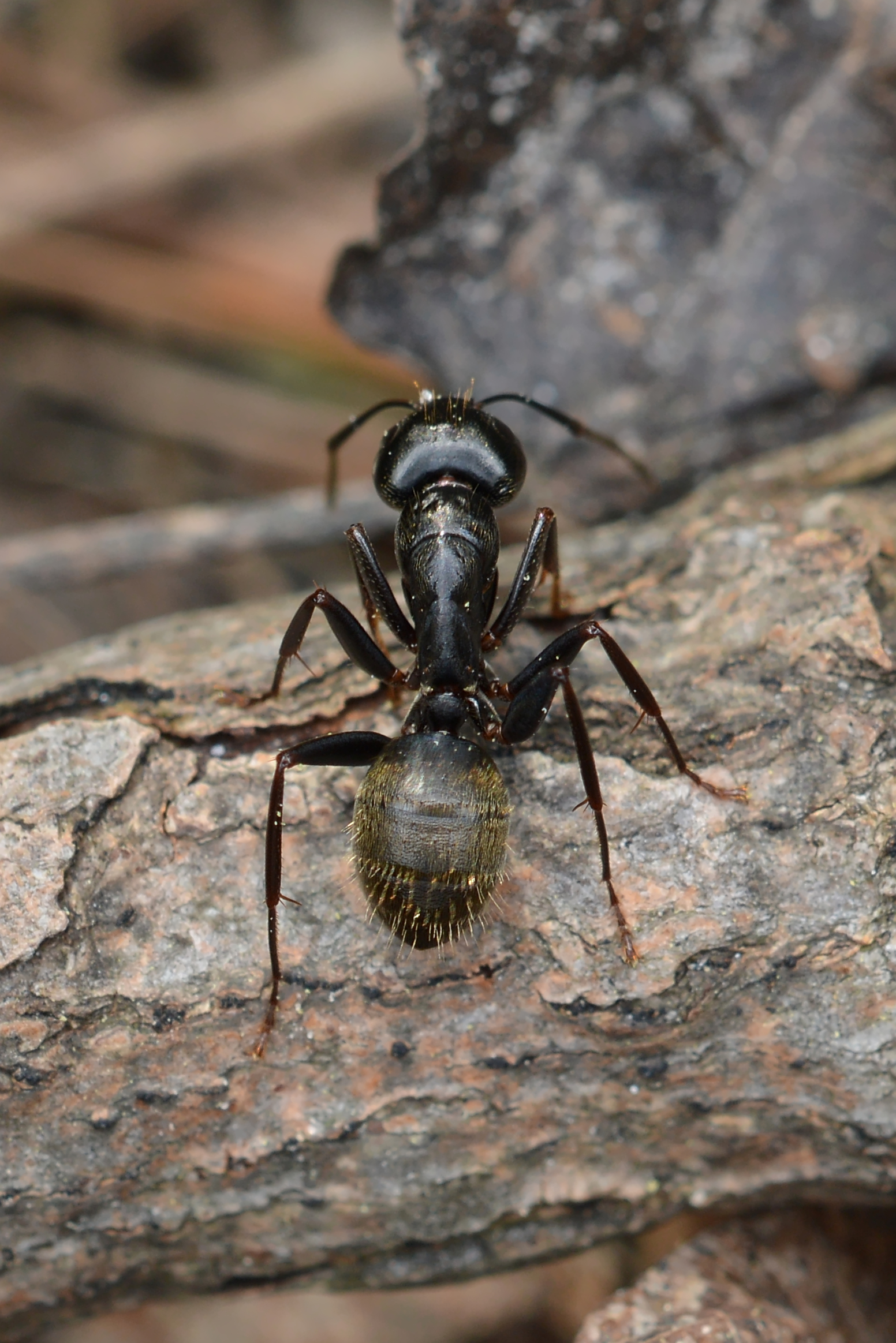 Ant (Formicidae) - Guelph, Ontario 10