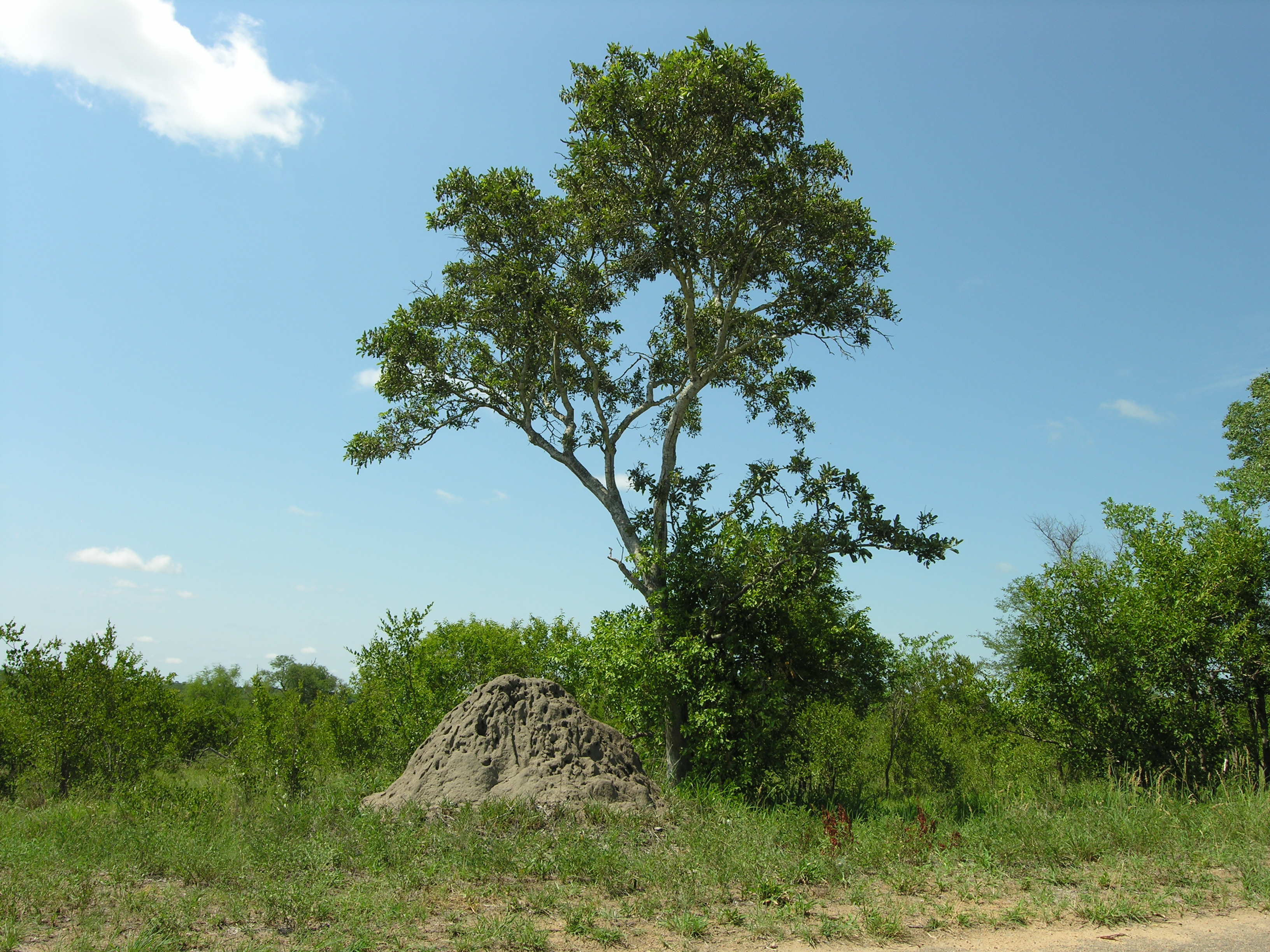 Ant Hill (393919863)