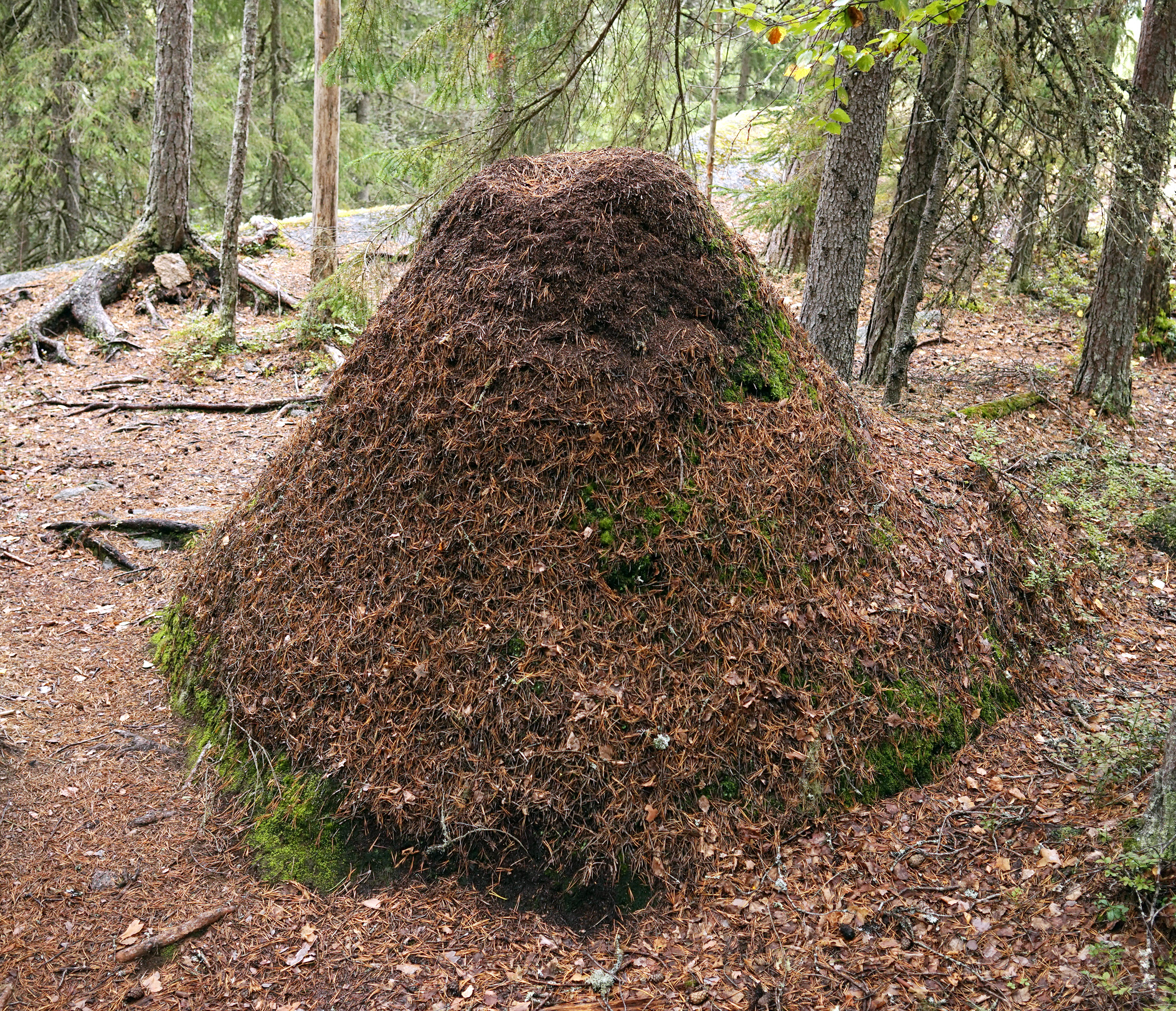 Ant hill in Finland