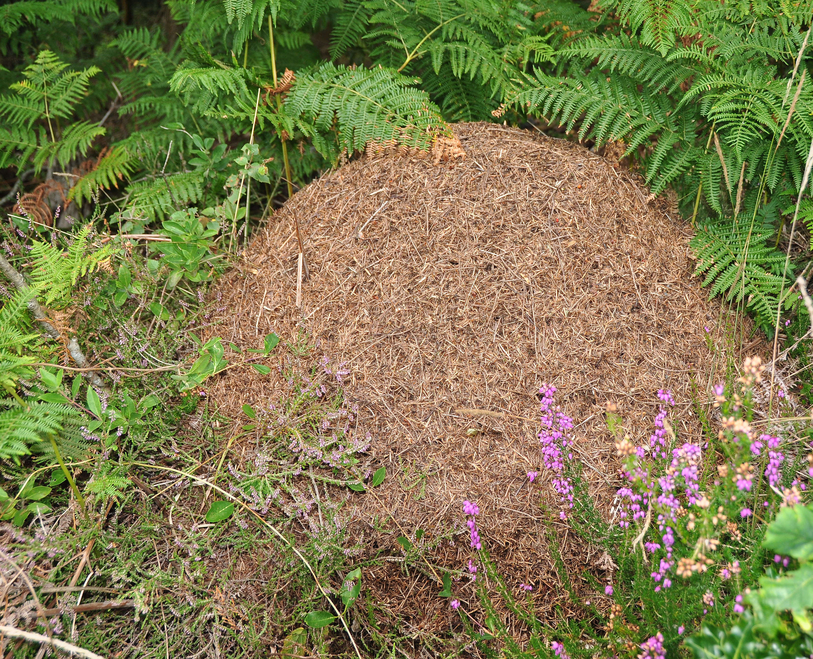 Ant nest on Trendlebere Down