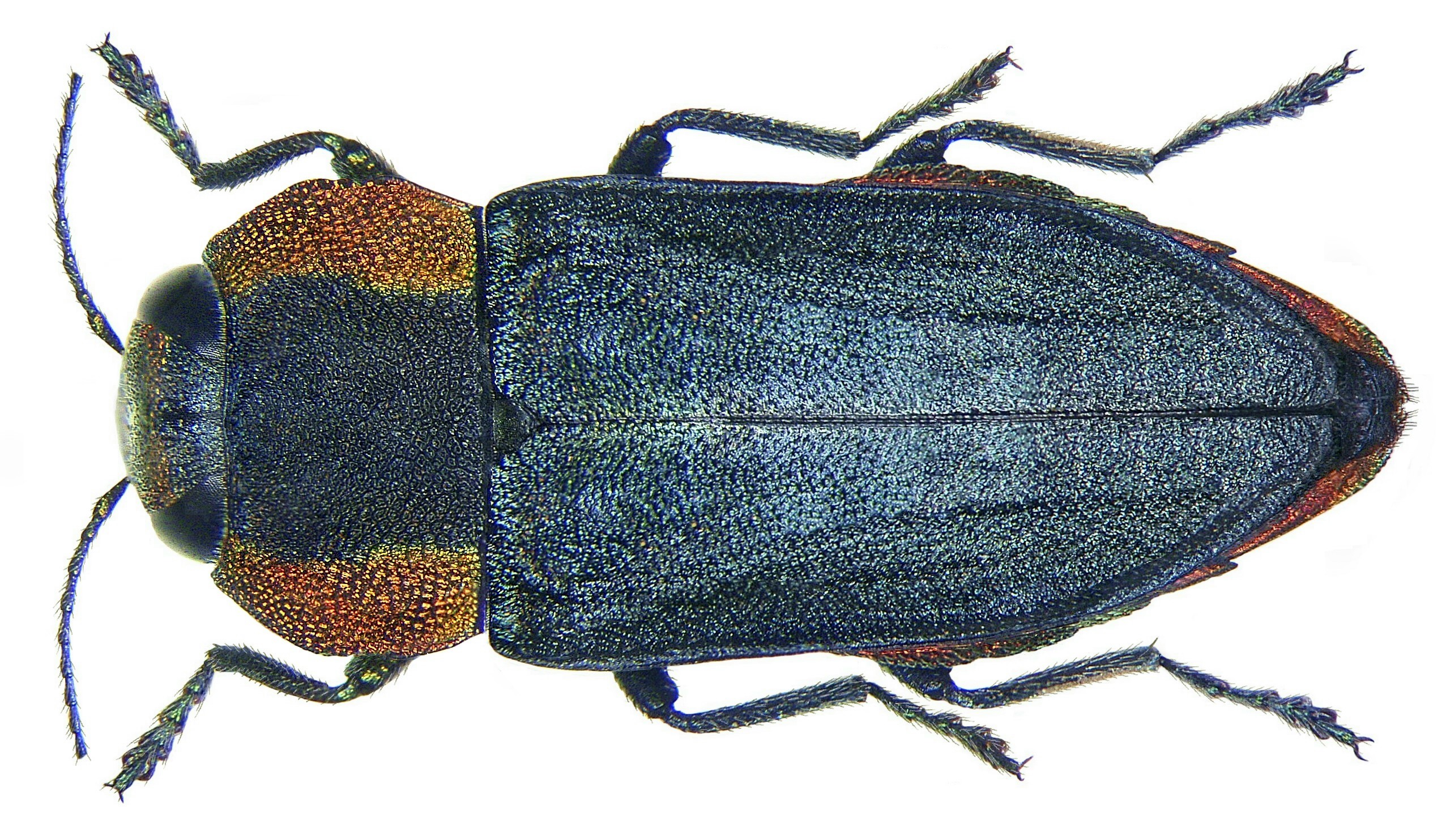 Anthaxia platysoma Abeille de Perrin, 1891 (2977760765)
