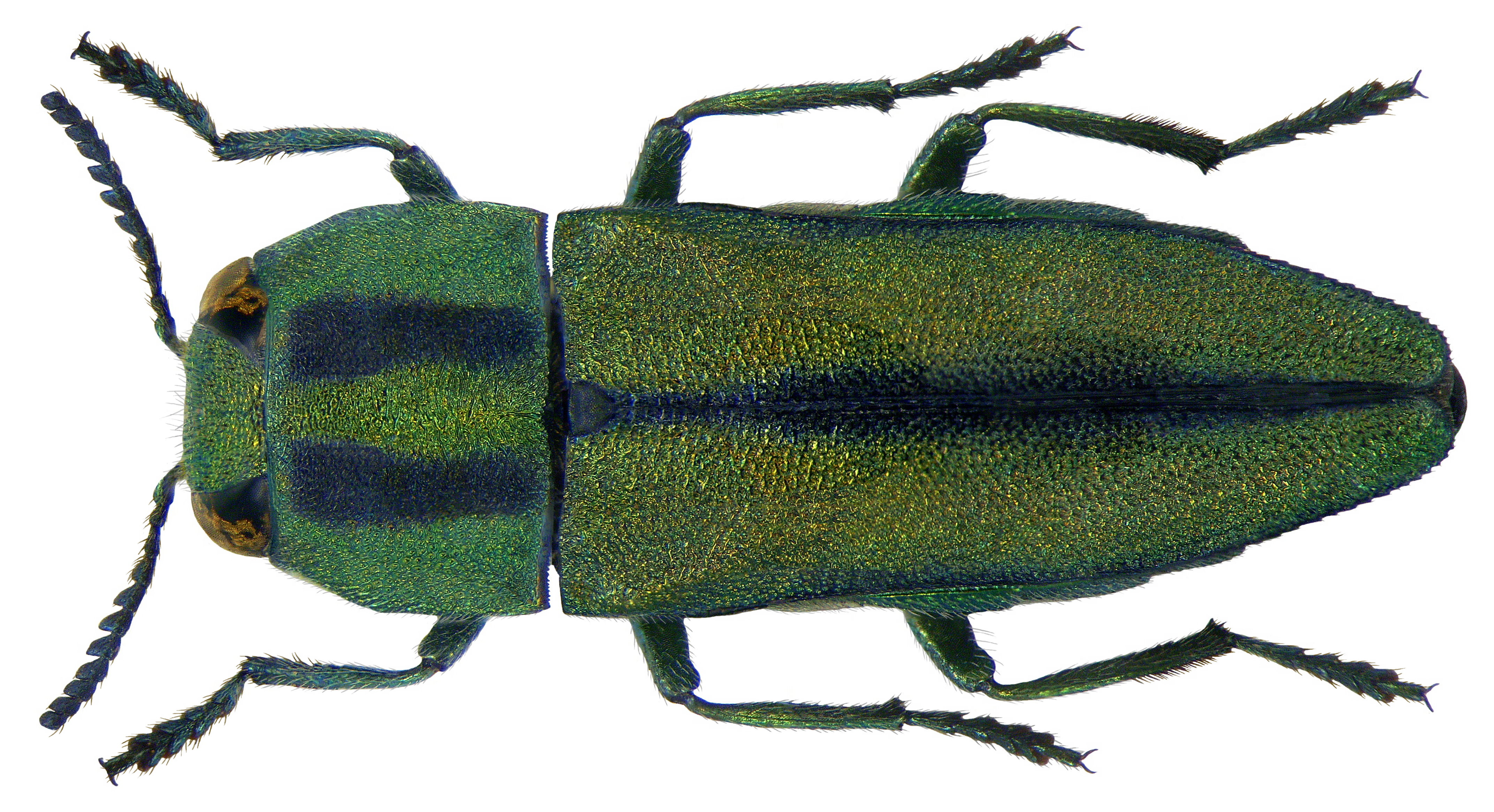 Anthaxia sponsa Kiesenwetter, 1857 (3466483042)