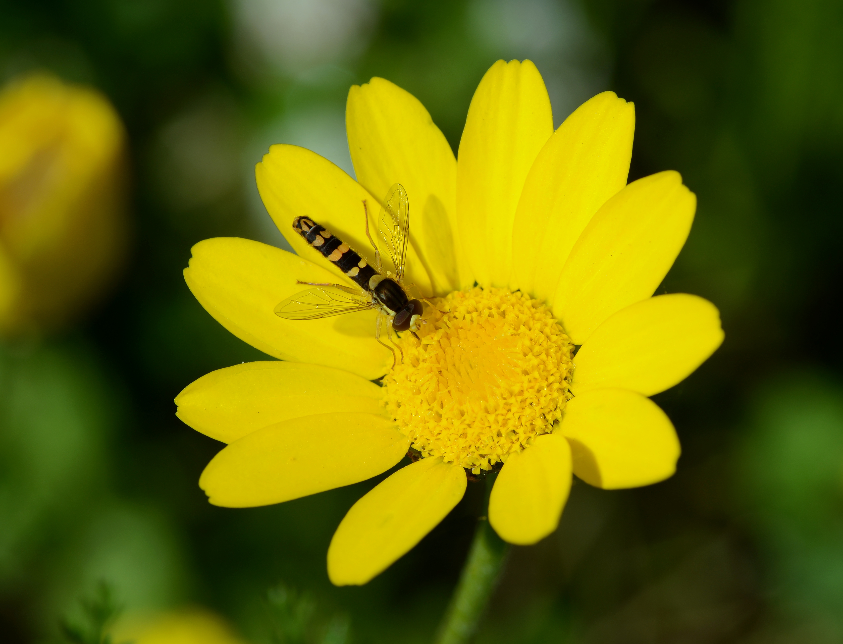 Anthemis april 2013-3