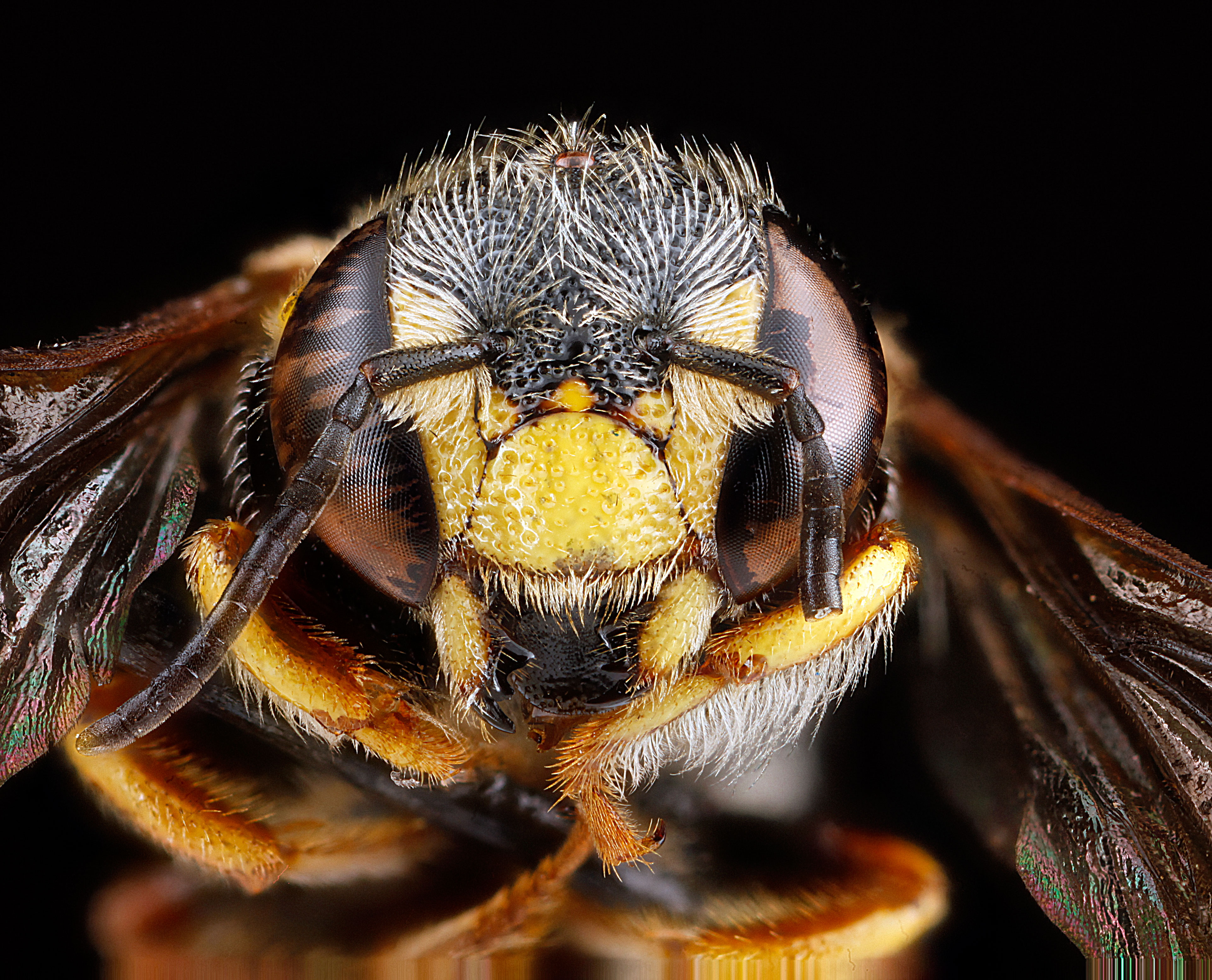 Anthidiellum notatum m1