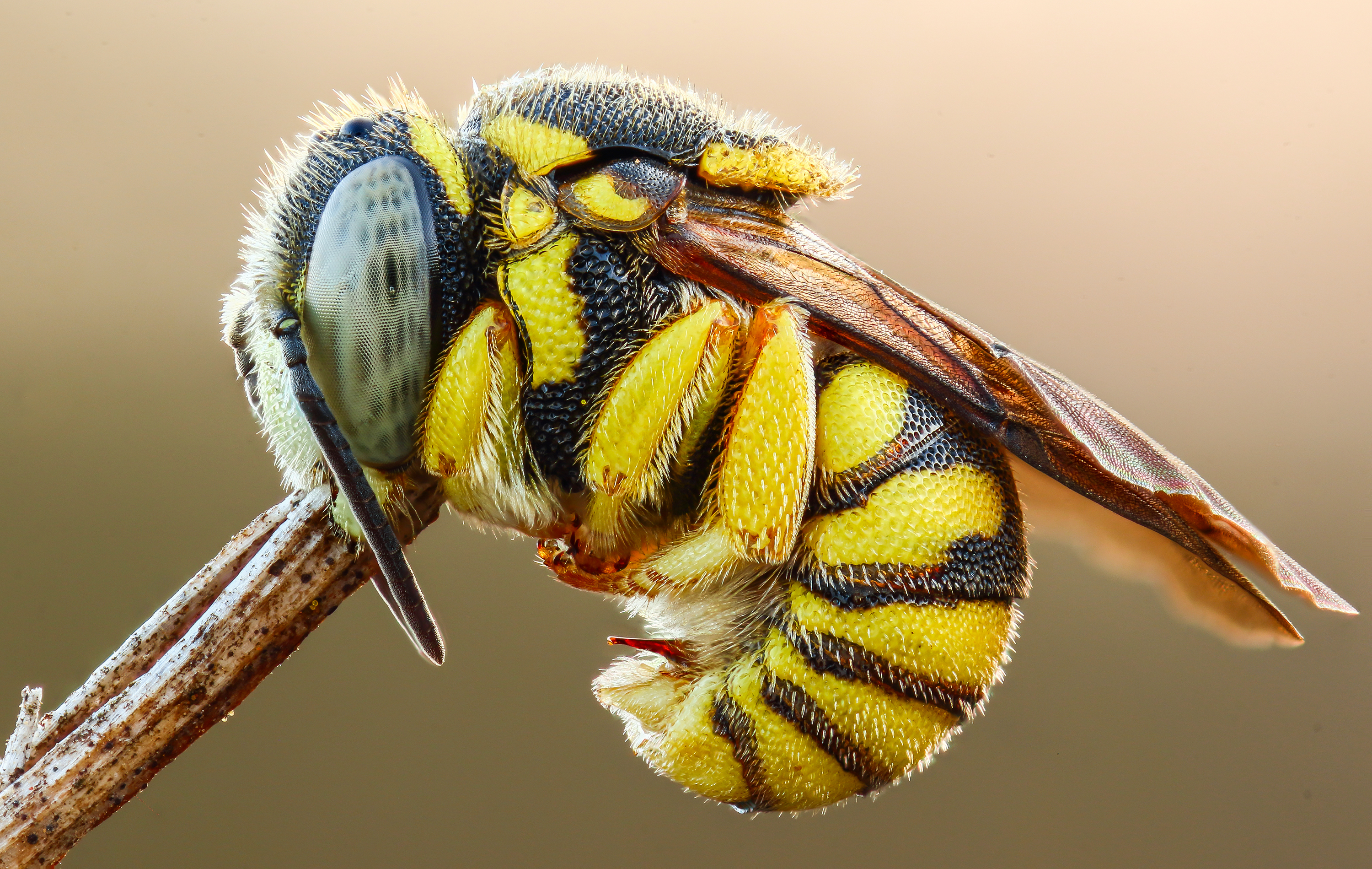 Anthidiellum strigatum (male)