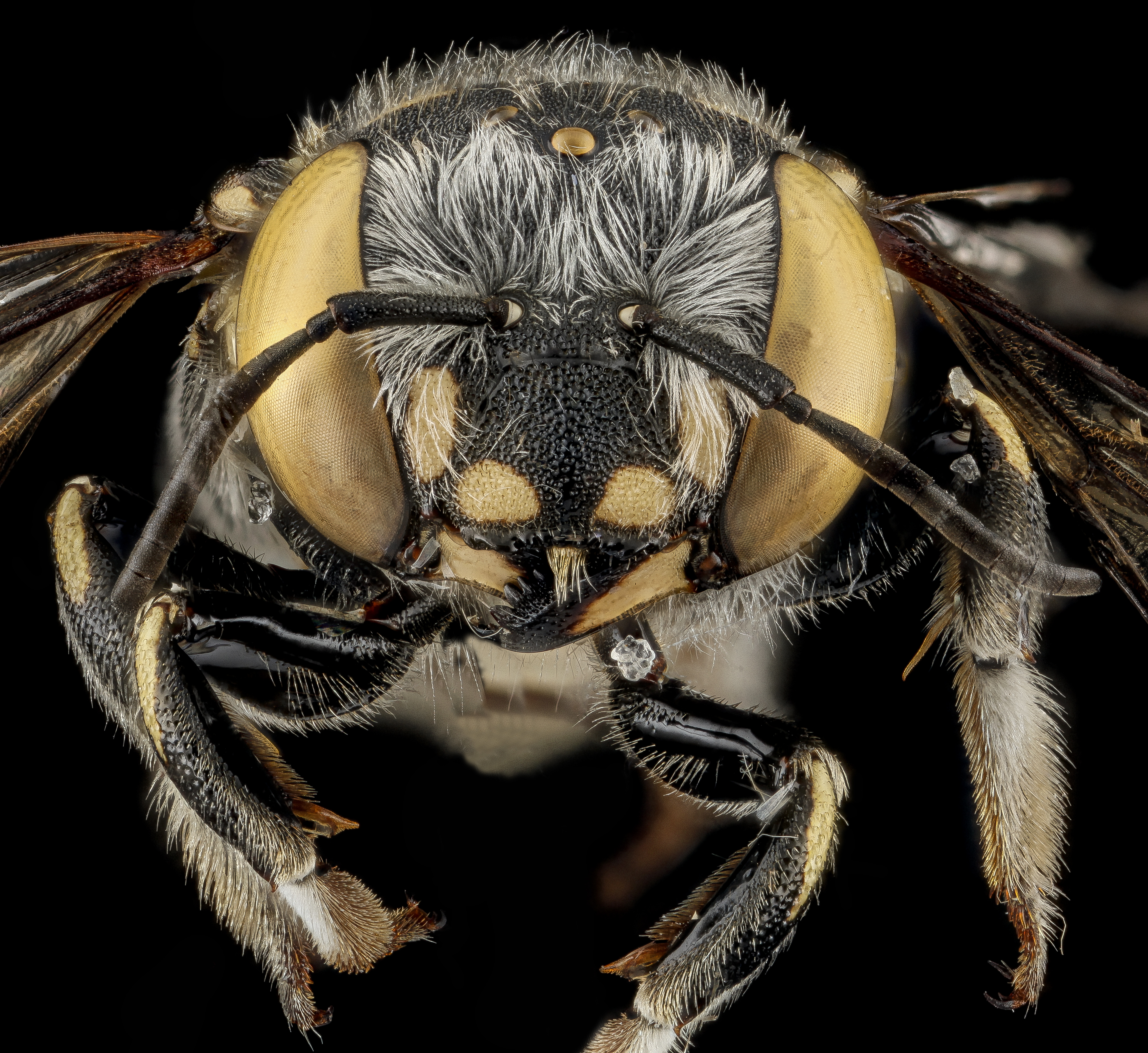 Anthidium maculifrons (head) from Fort Matanzas National Monument, Florida - USGS Bee Inventory and Monitoring Laboratory