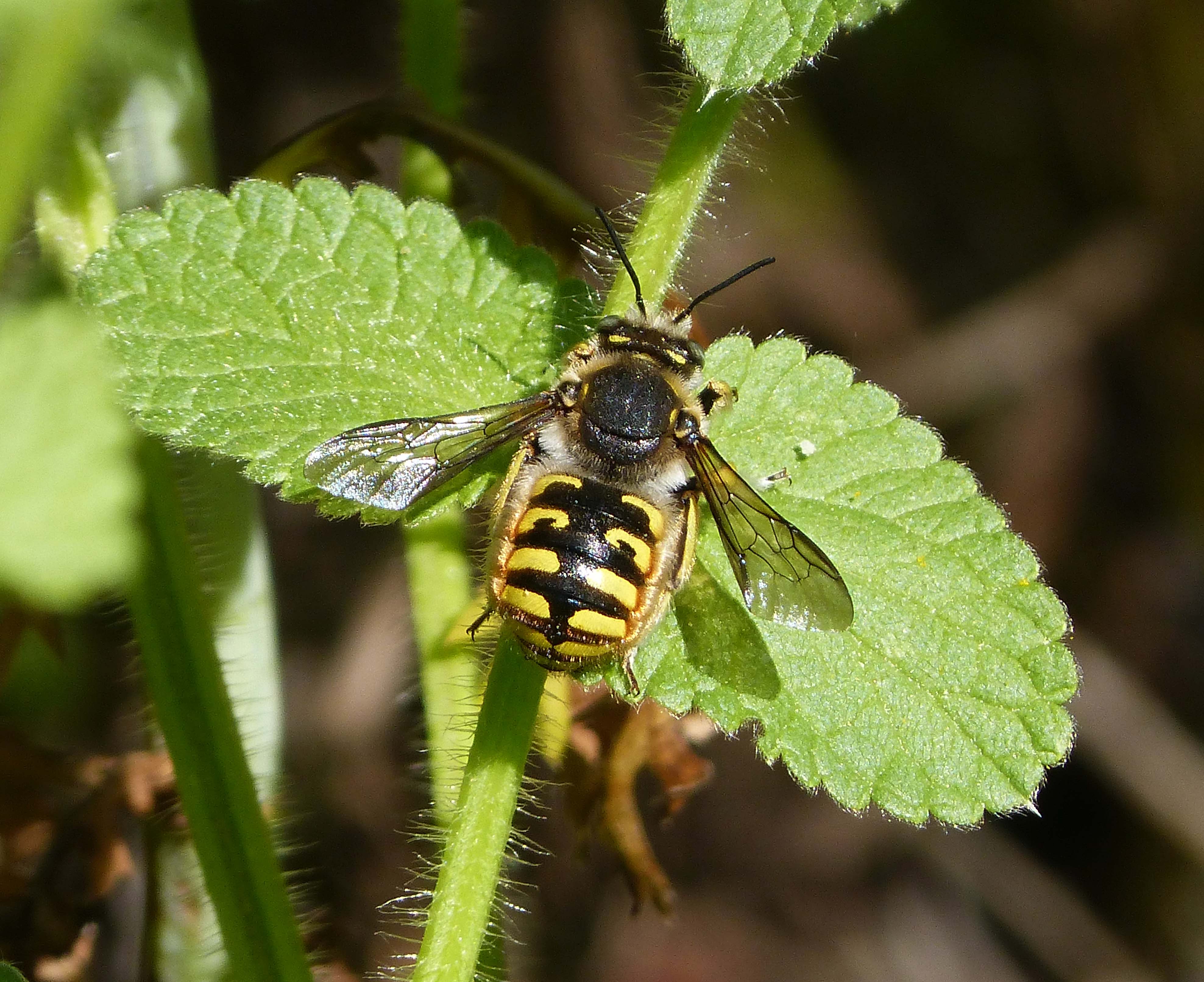 Anthidium manicatum, male - Flickr - gailhampshire