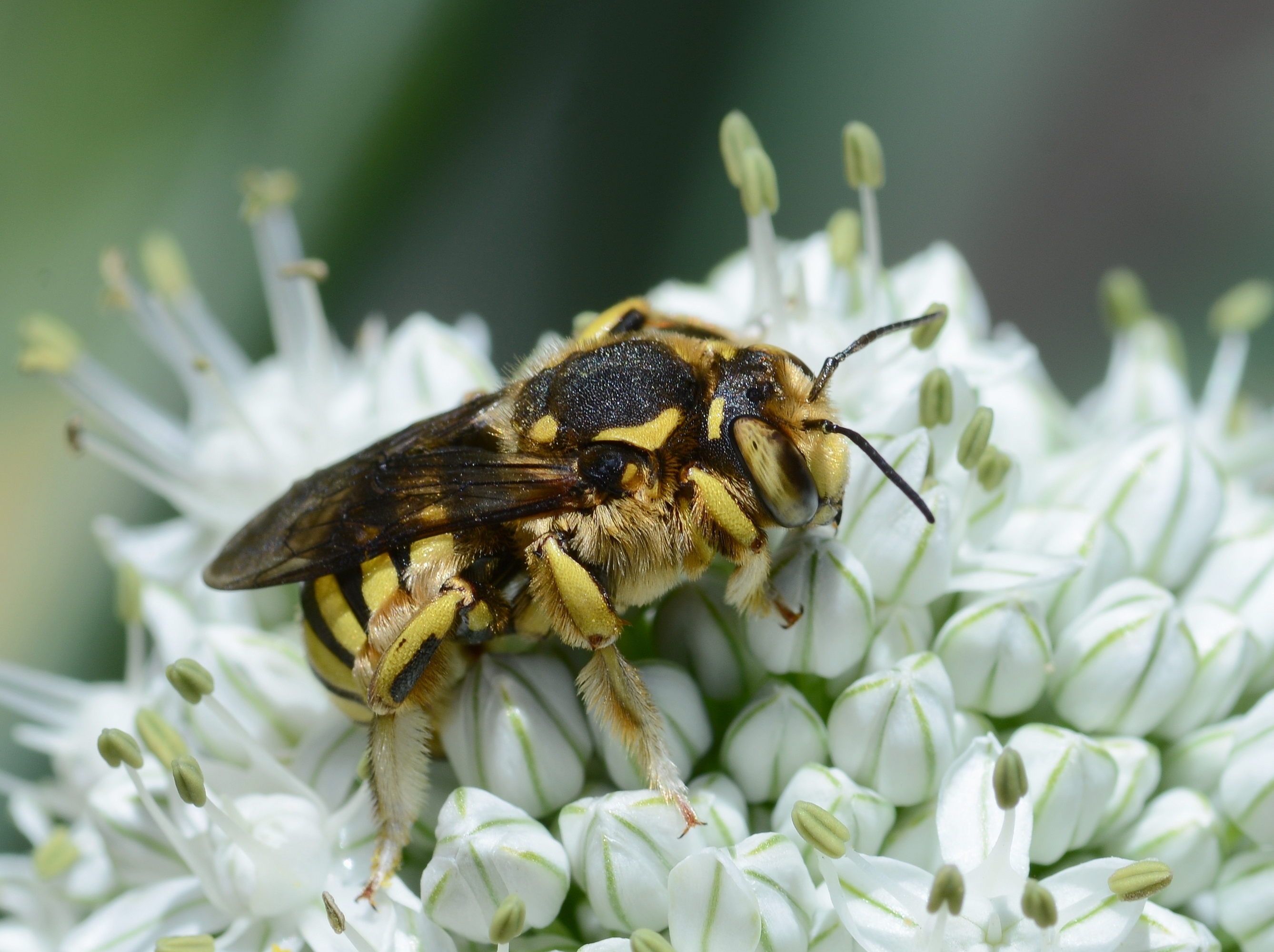 Anthidium May 2014-4