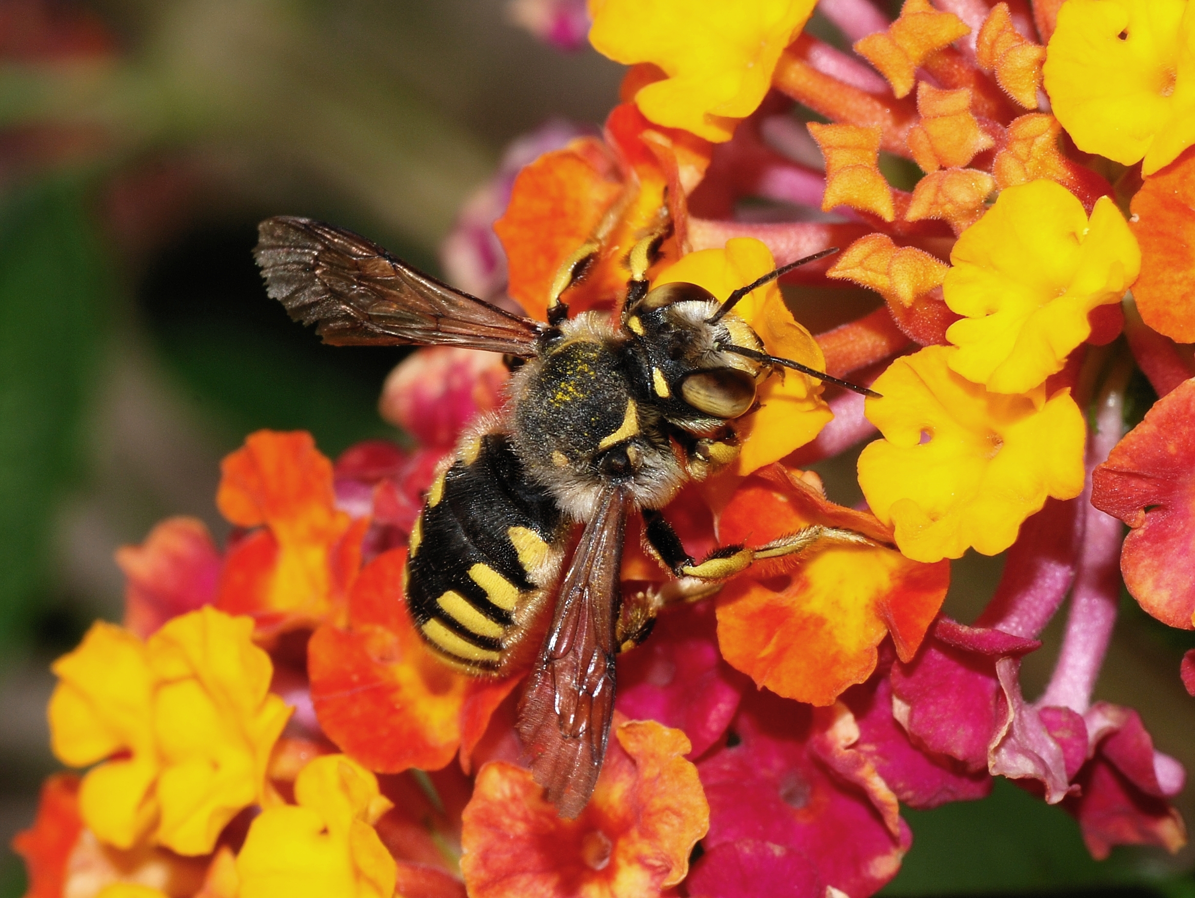 Anthidium September 2007-3