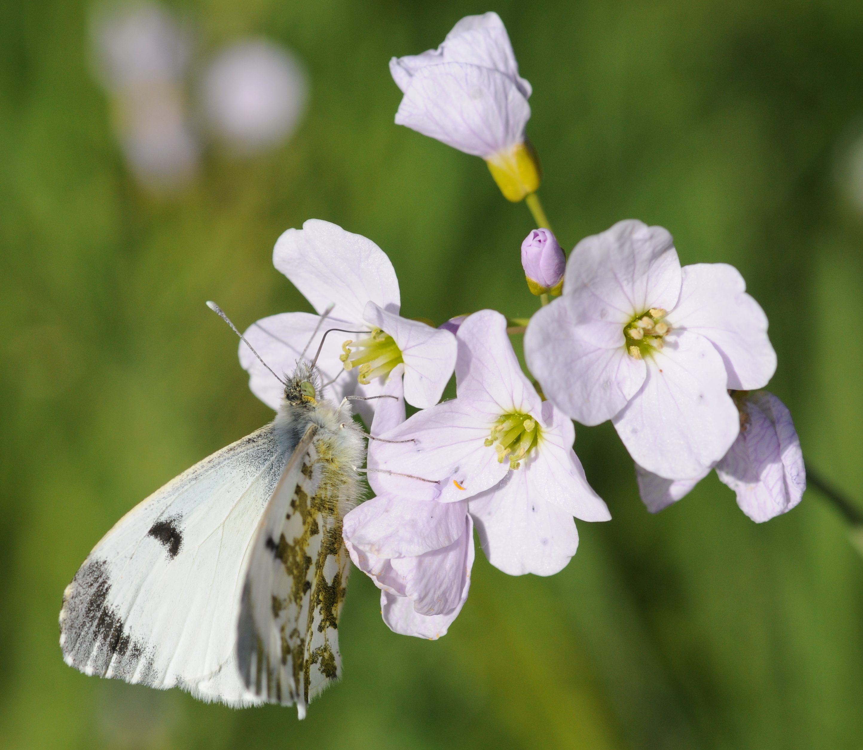 Anthocharis-cardamines