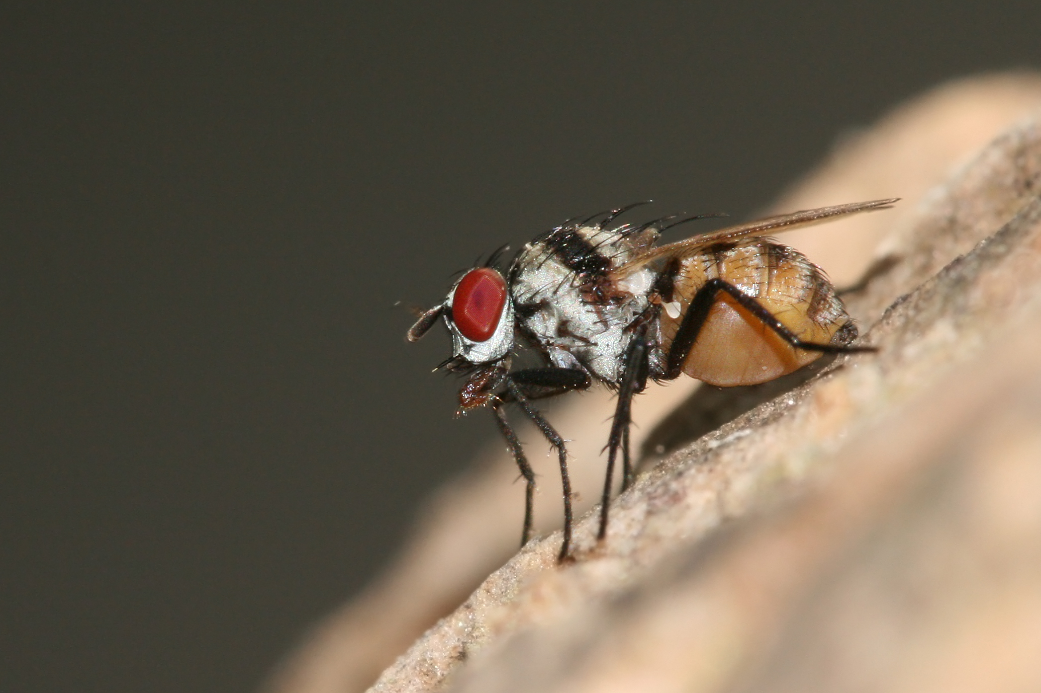 Anthomyiidae