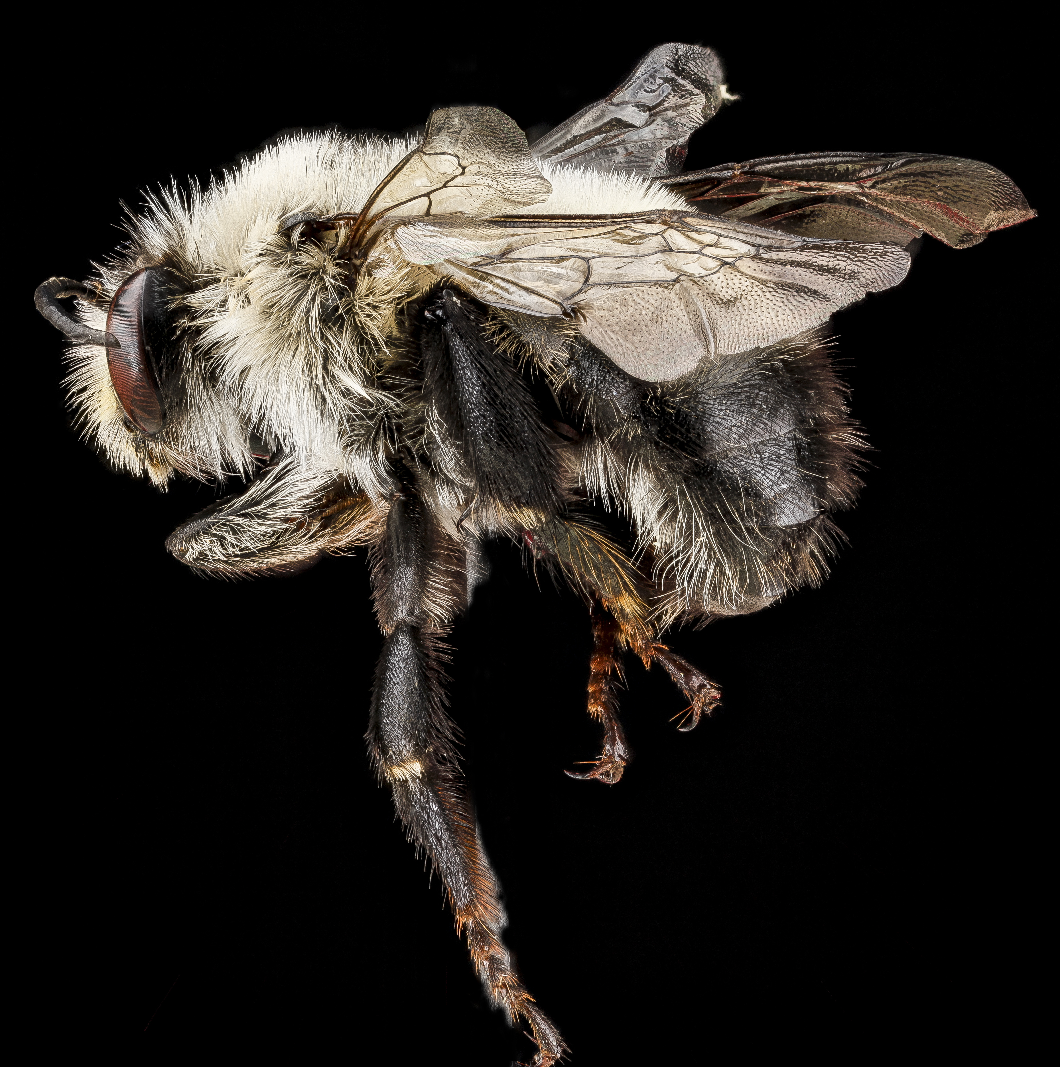 Anthophora bomboides male