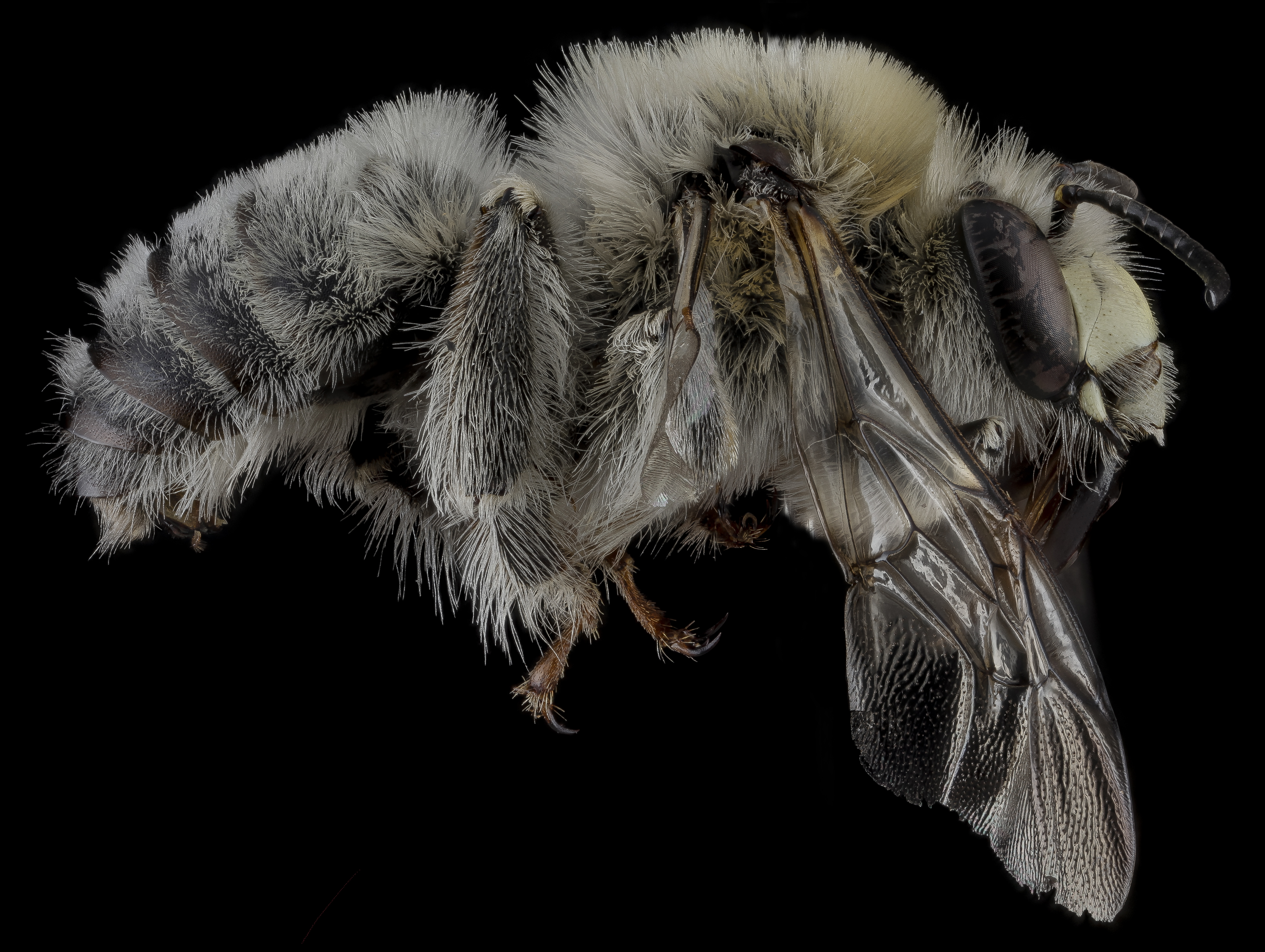 Anthophora occidentalis male