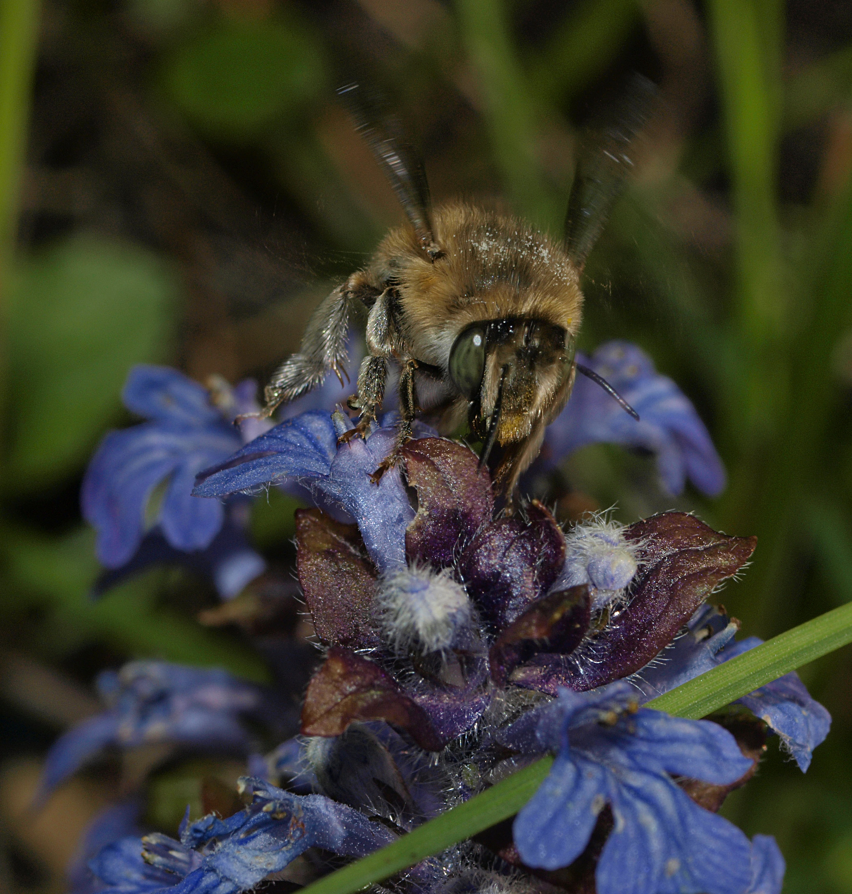 Anthophora quadrimaculata female (16275552621)