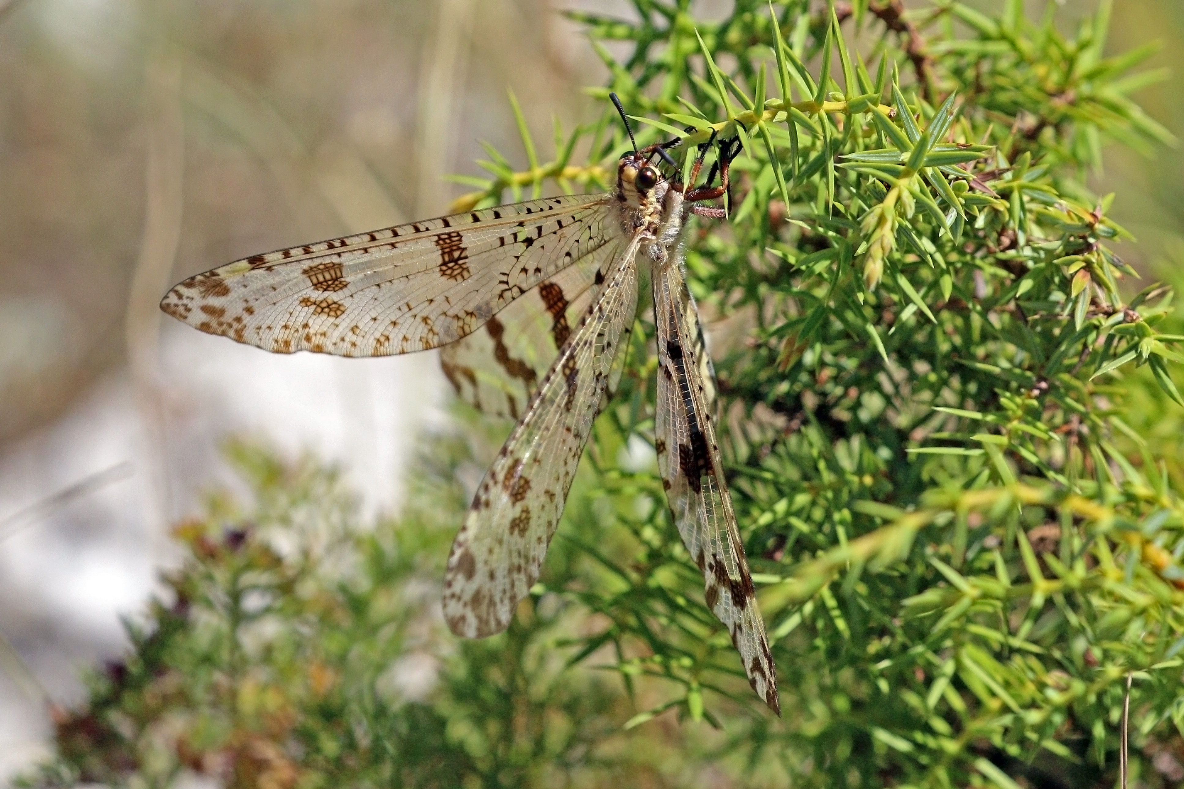 Antlion (Palpares libelluloides)