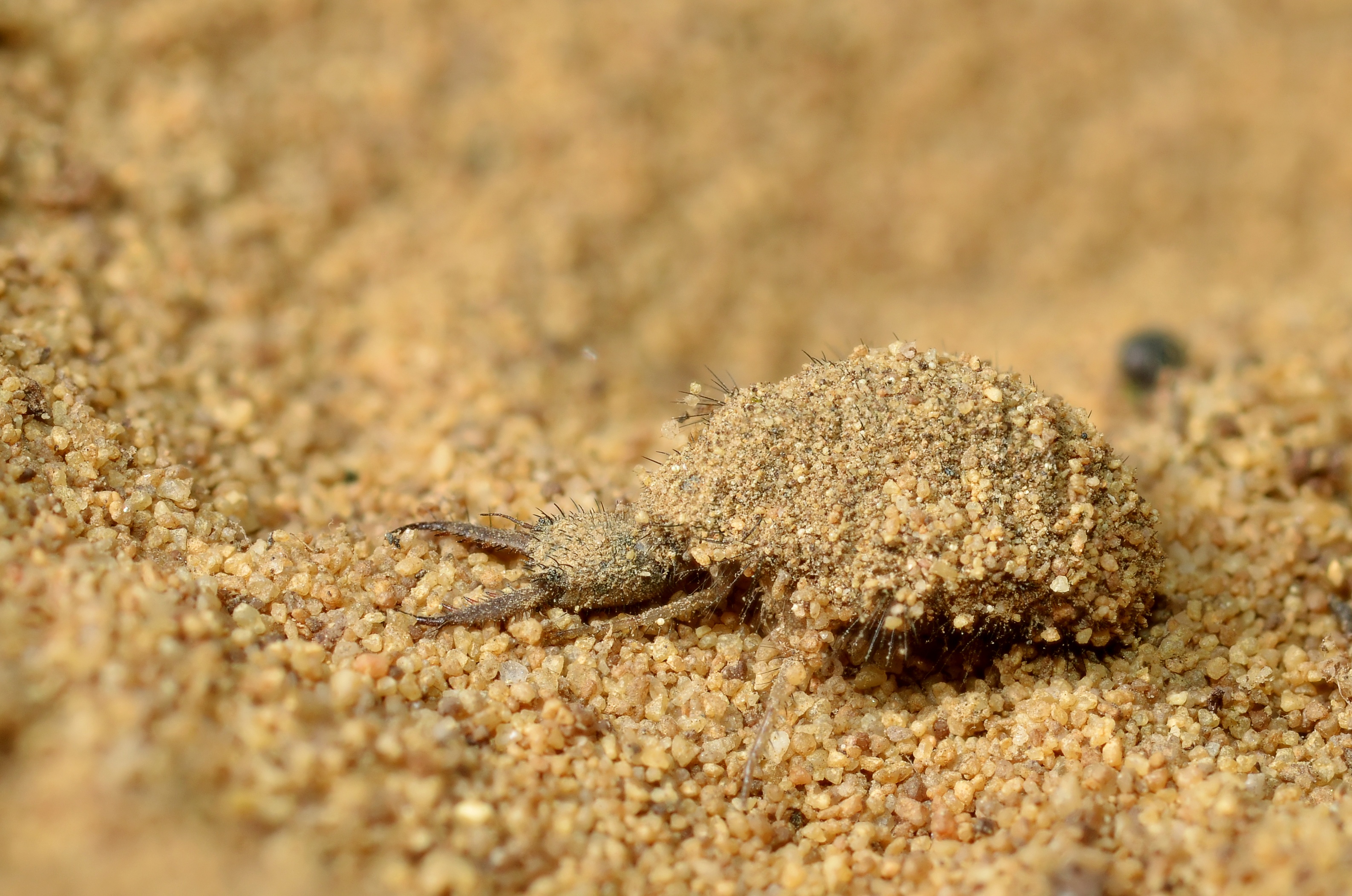 Antlion larva (5729288679)