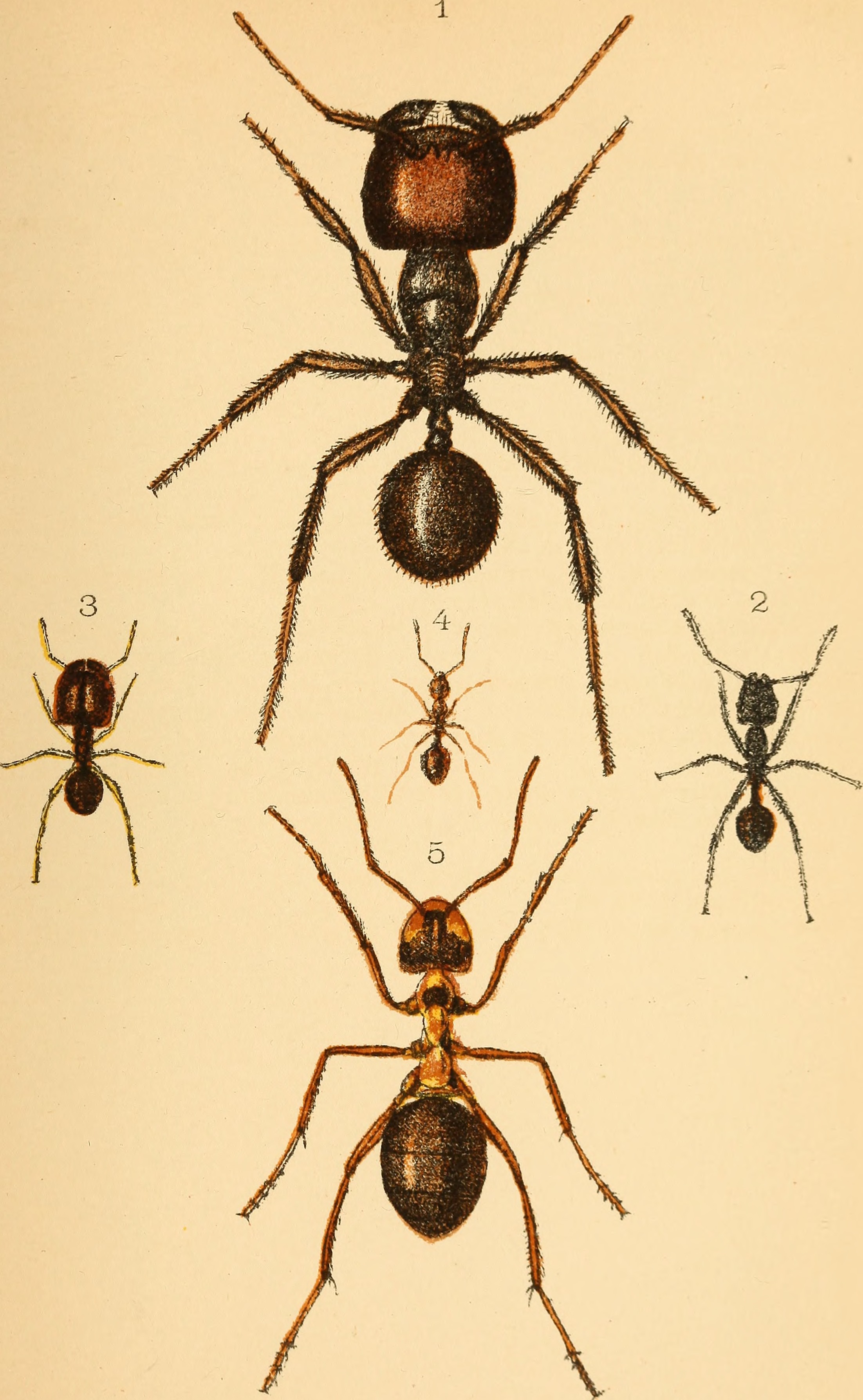 Ants, bees, and wasps. A record of observations on the habits of the social Hymenoptera (1911) (14769719995)