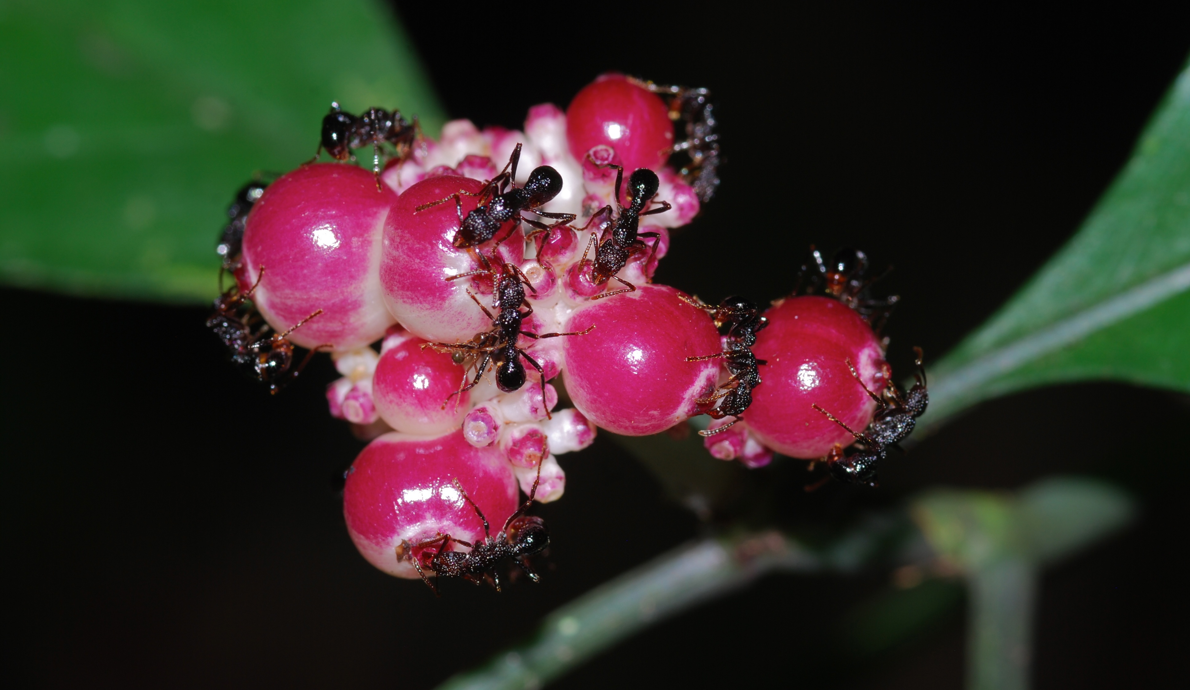 Ants on Wild Fruits (8686150146)