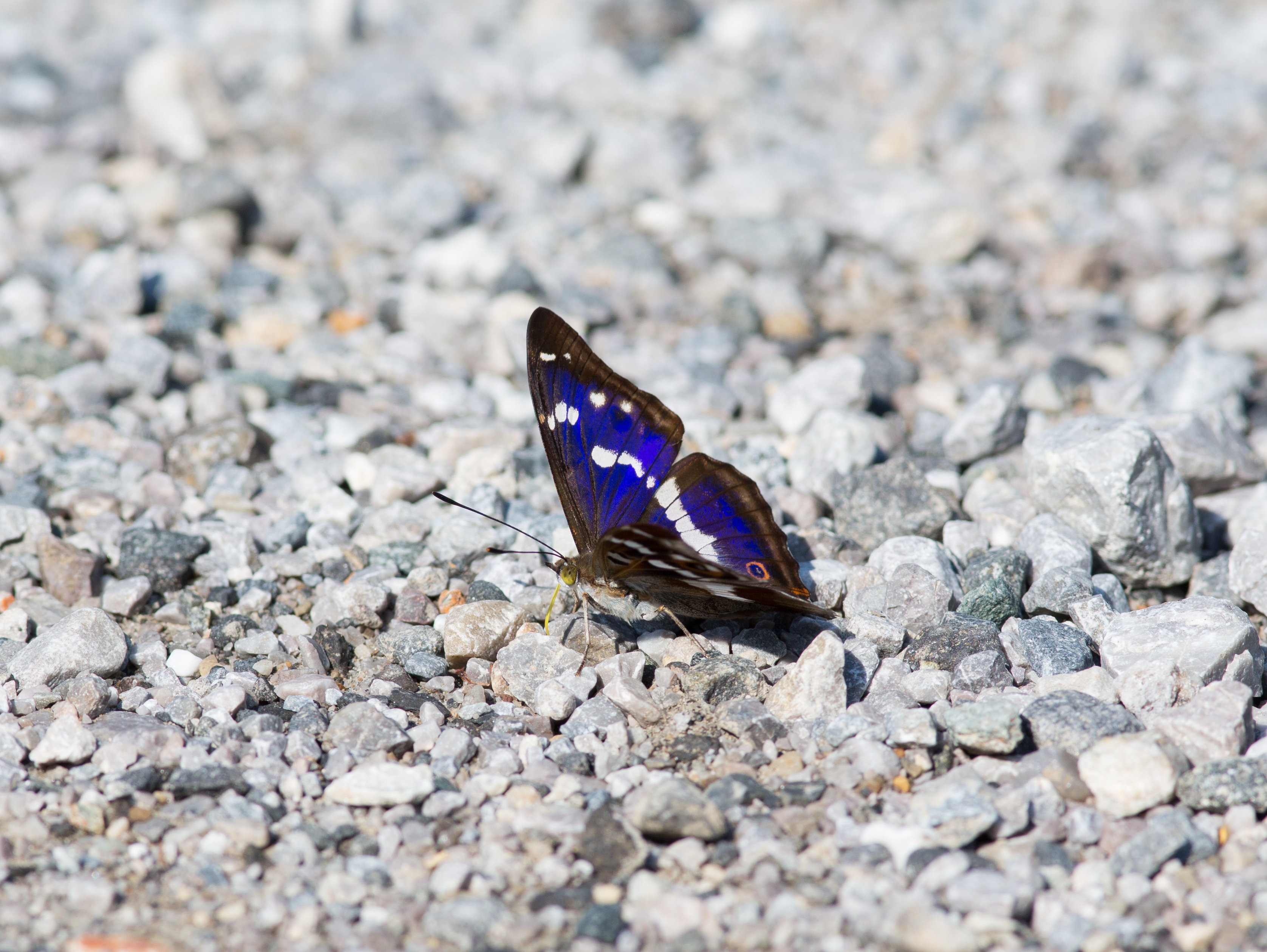 Apatura iris CF9A4913 Großer Schillerfalter