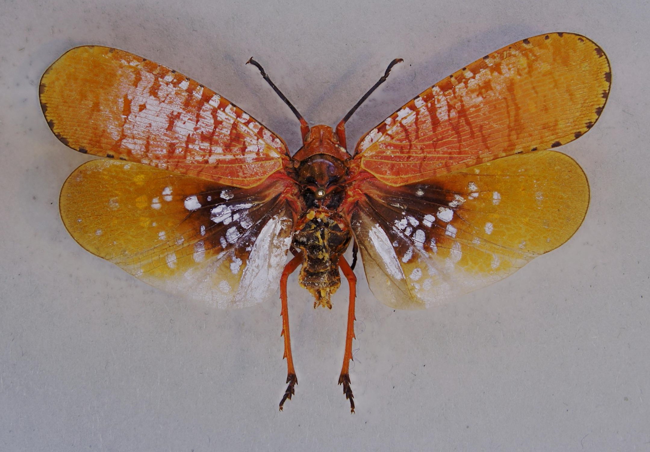 Aphaena relata