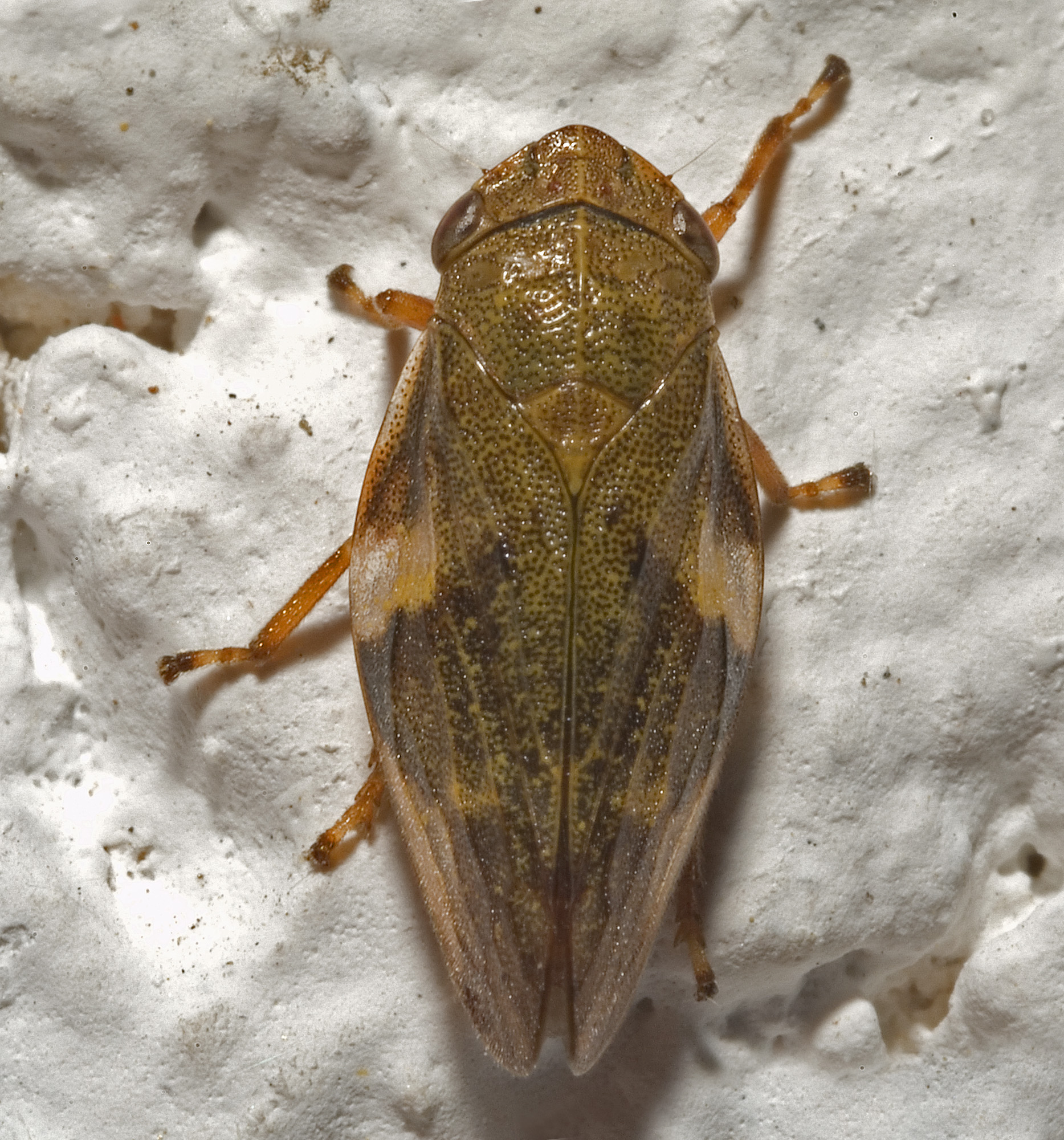 Aphrophora alni03