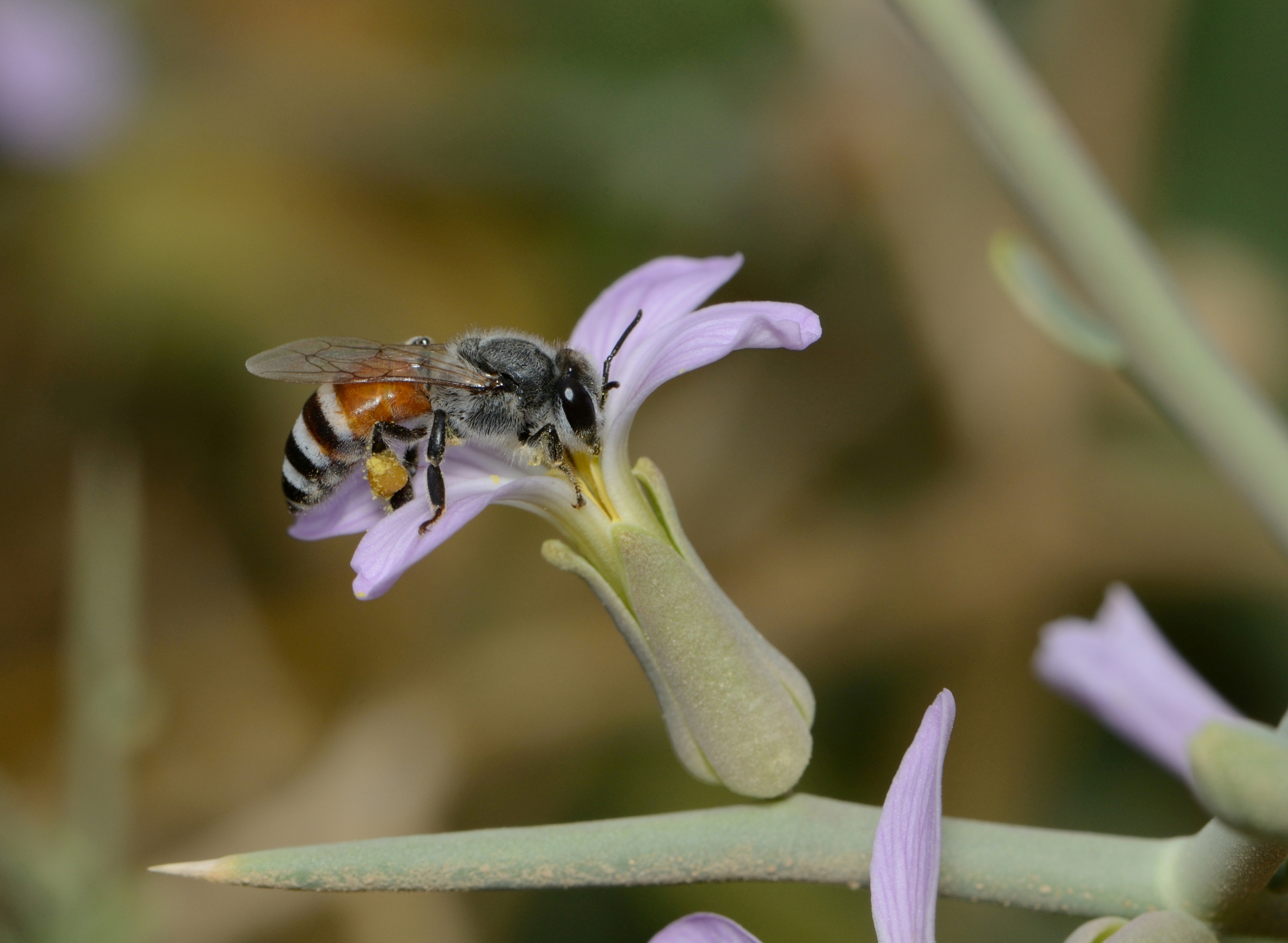 Apis florea worker 1