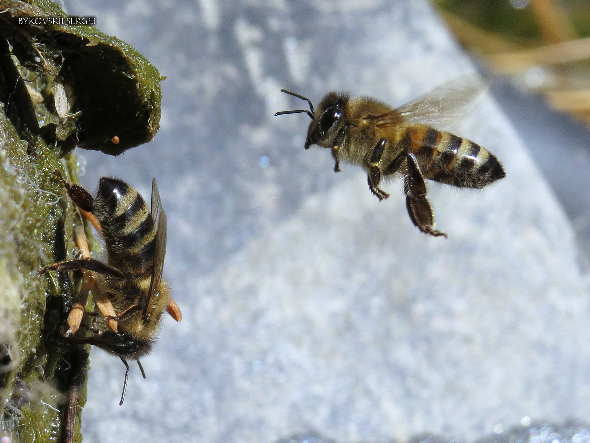 Apis melifera