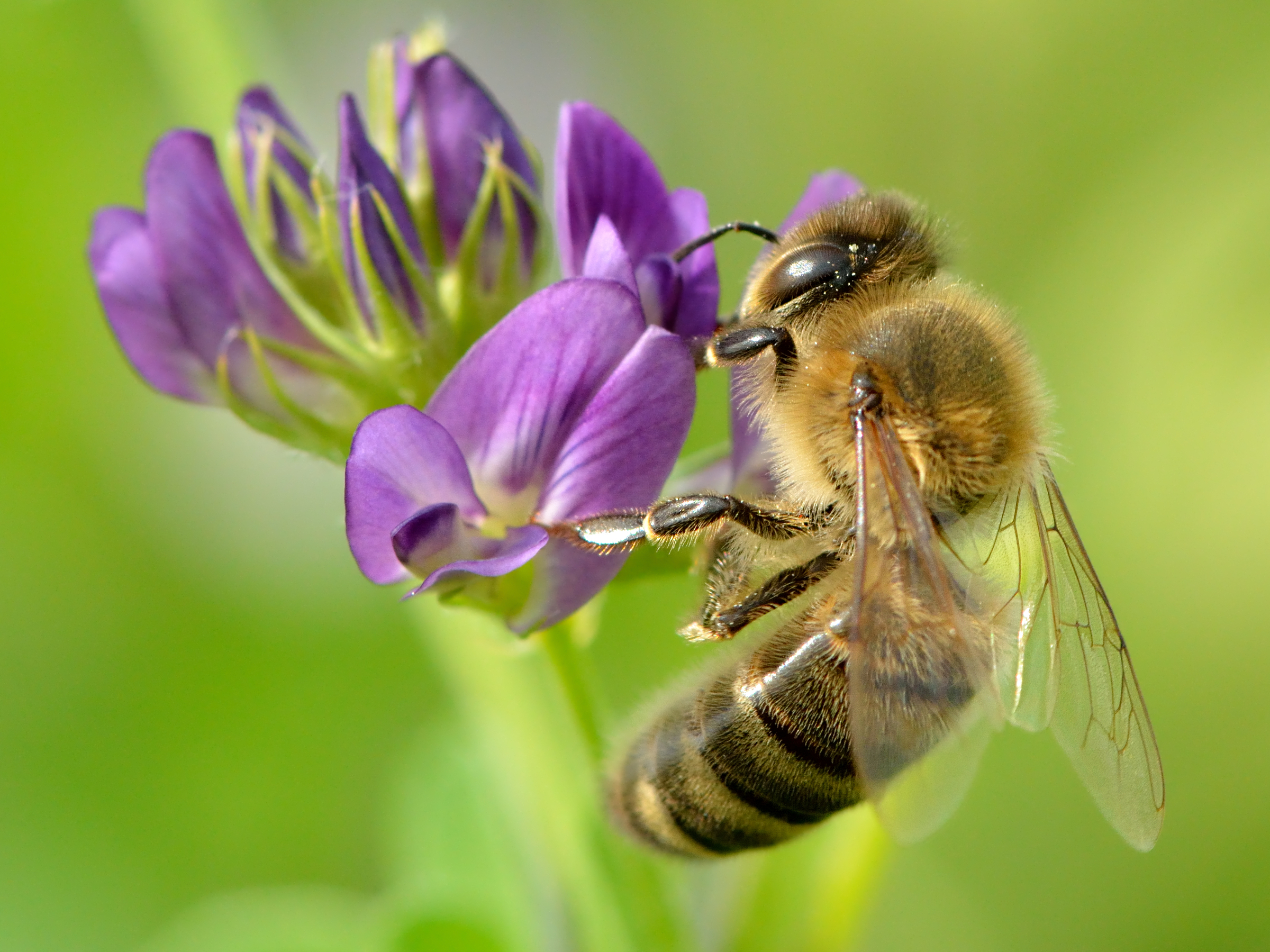 Apis mellifera - Medicago sativa - Valingu