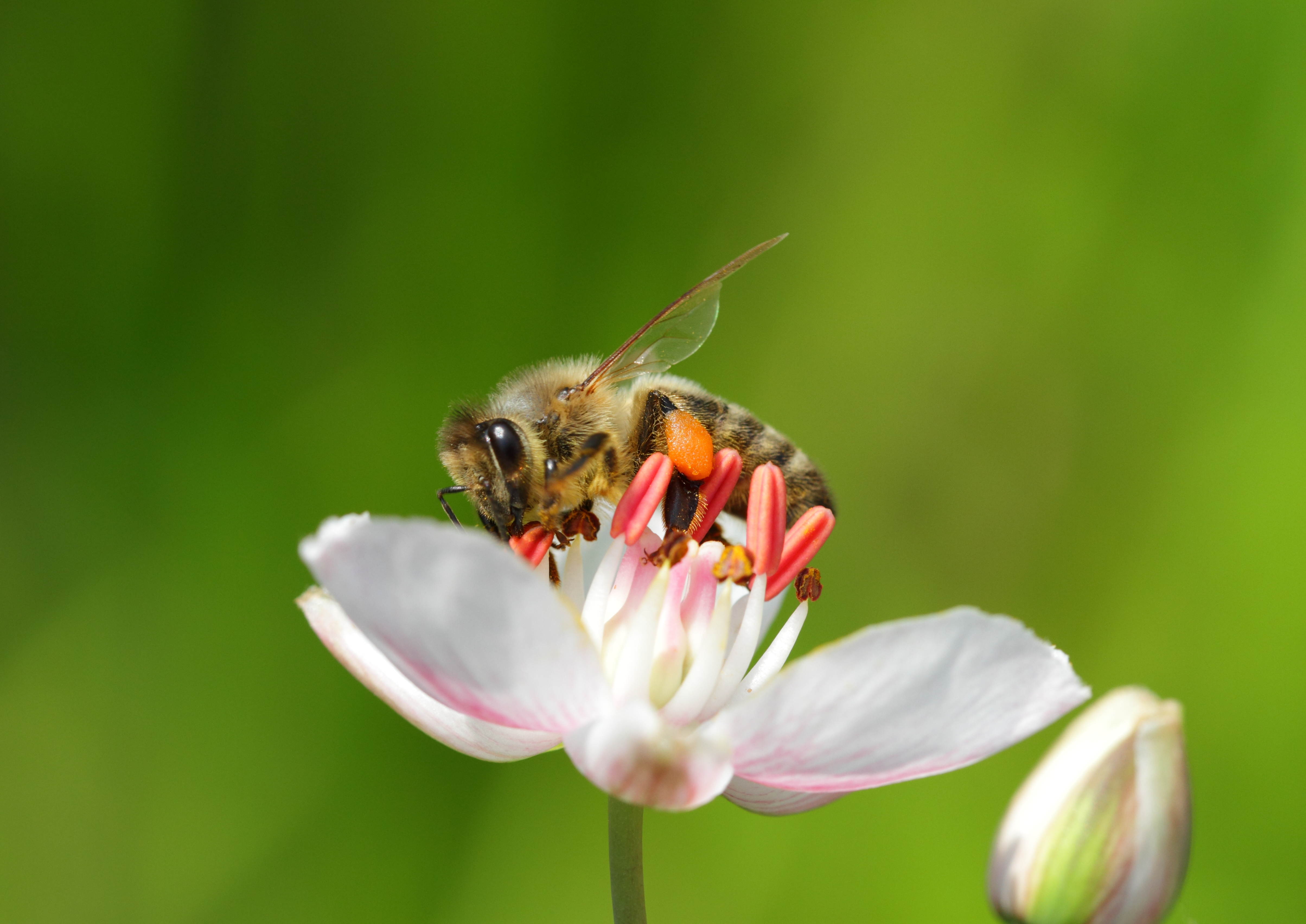 Apis mellifera - Tiergarten Schönbrunn 2